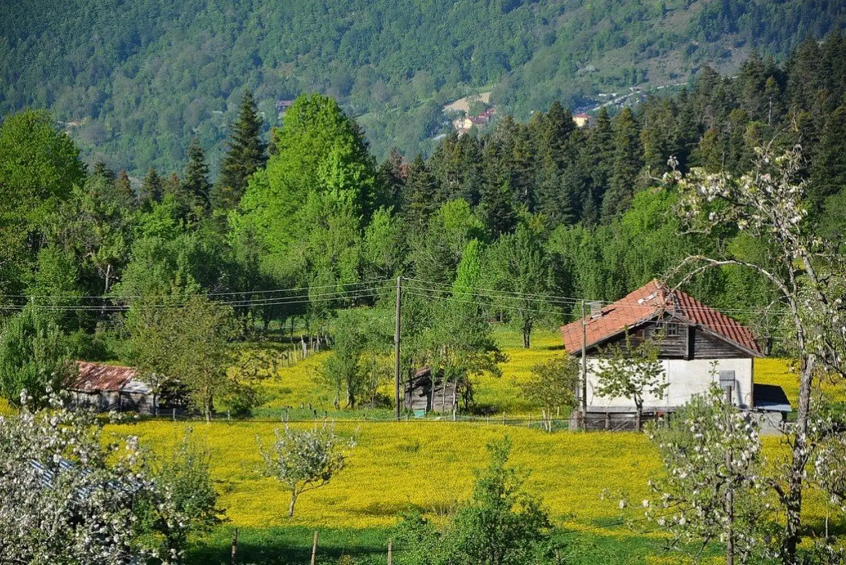 İnebolu'da sarı çiçekler görsel şölen oluşturdu