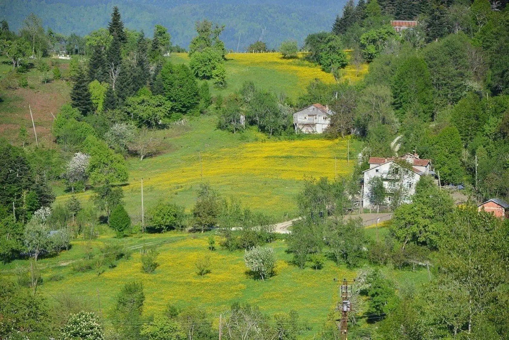 İnebolu'da sarı çiçekler görsel şölen oluşturdu