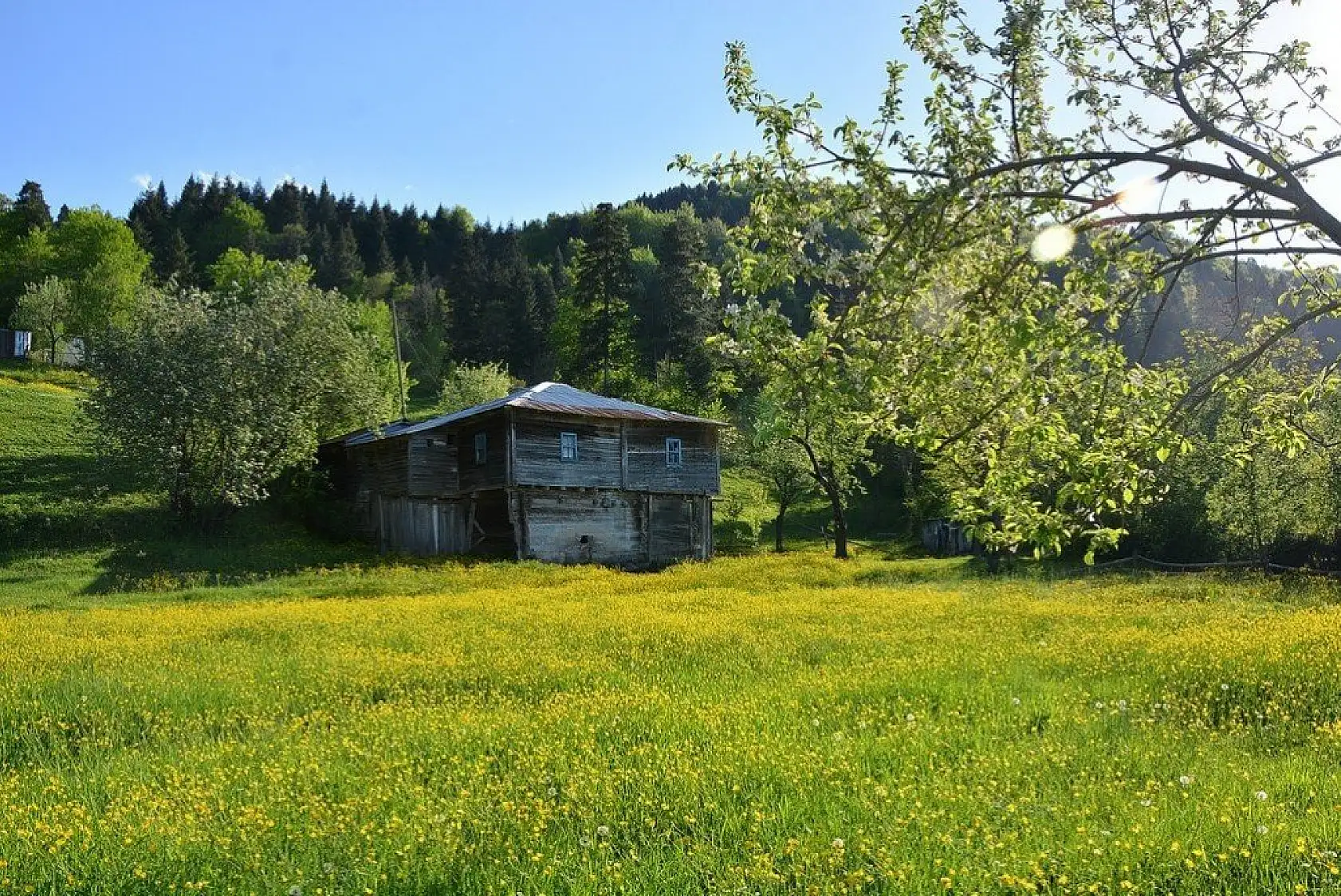 İnebolu'da sarı çiçekler görsel şölen oluşturdu