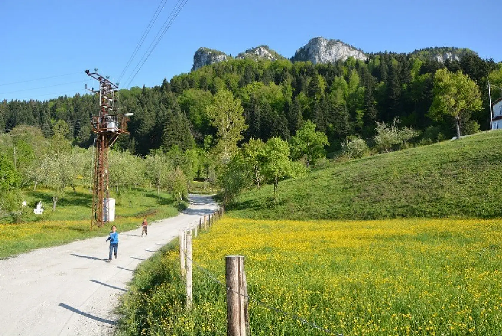 İnebolu'da sarı çiçekler görsel şölen oluşturdu