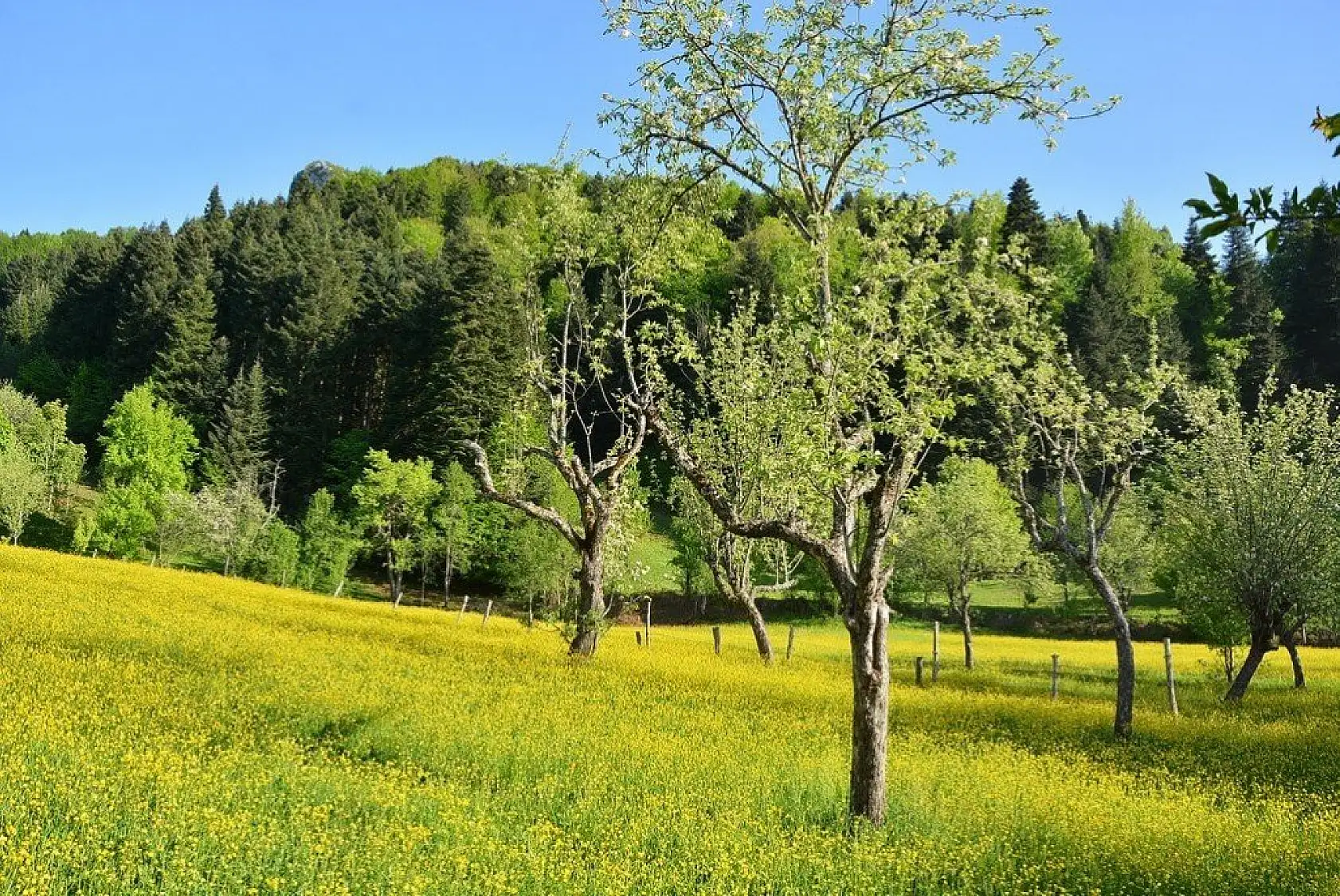 İnebolu'da sarı çiçekler görsel şölen oluşturdu