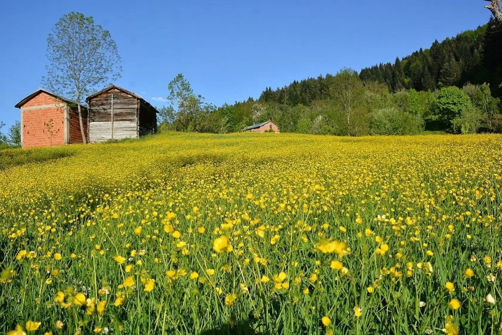 İnebolu'da sarı çiçekler görsel şölen oluşturdu