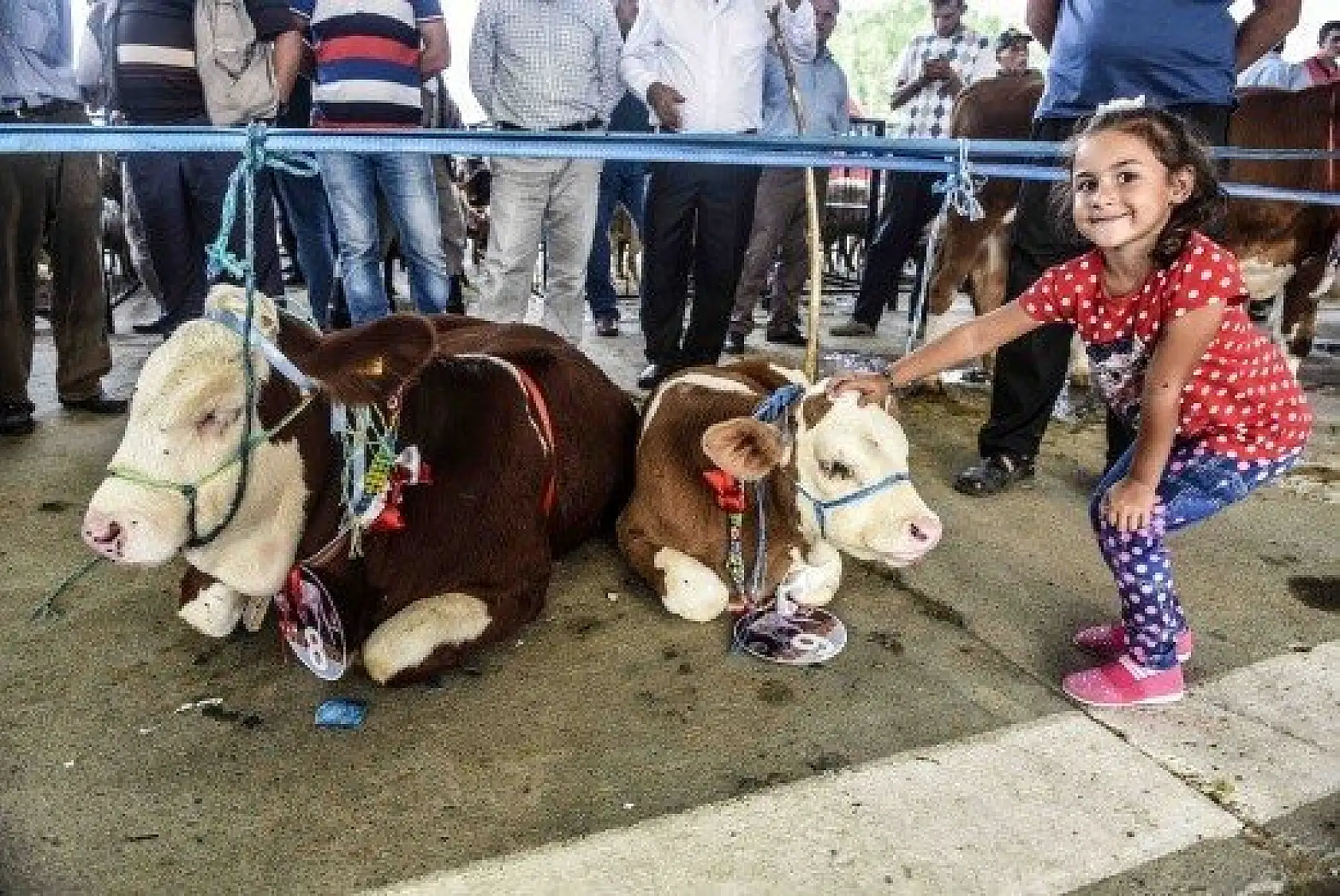 En İyi Sarımsak, Buzağı ve Kuzu Yarışmaları düzenlendi