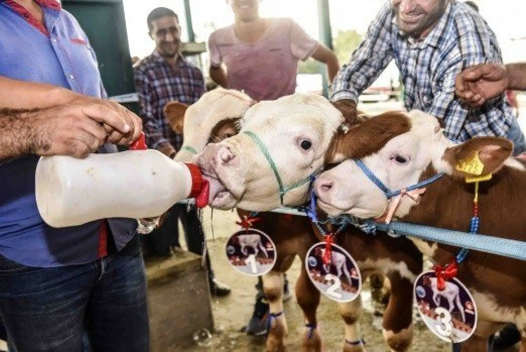 En İyi Sarımsak, Buzağı ve Kuzu Yarışmaları düzenlendi