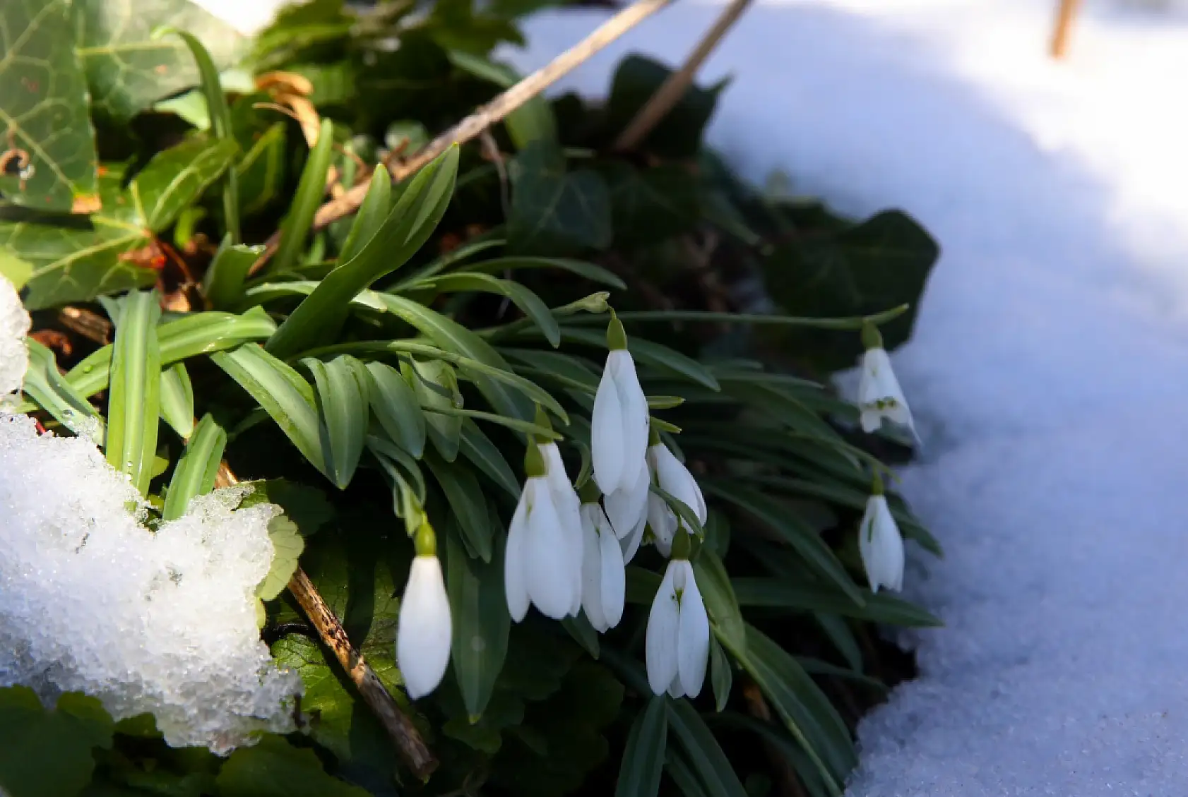 Kardelenler açmaya başladı