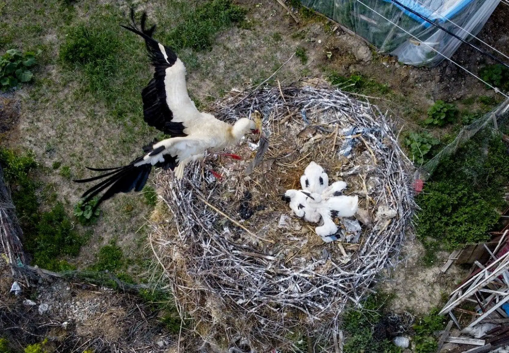 Yavru leylekler uçacağı günü bekliyor