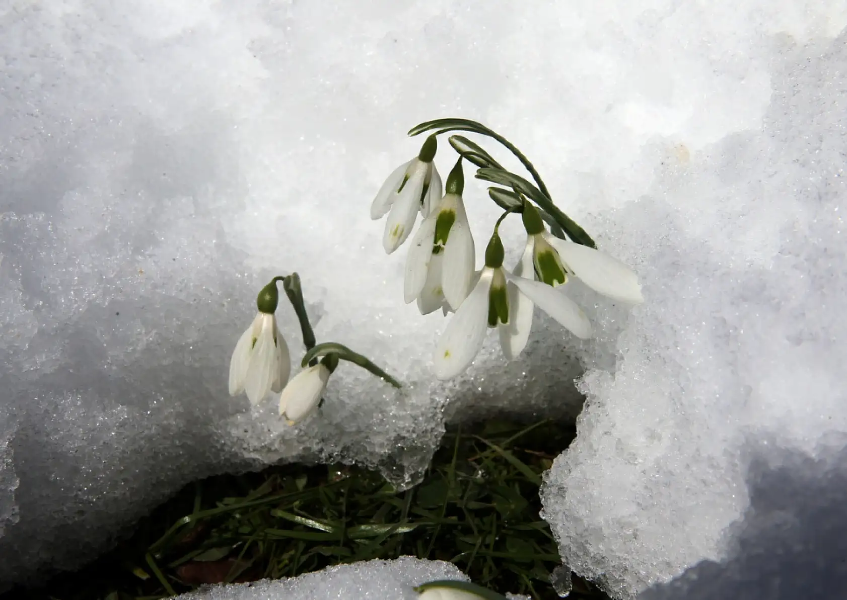 Kardelenler açmaya başladı