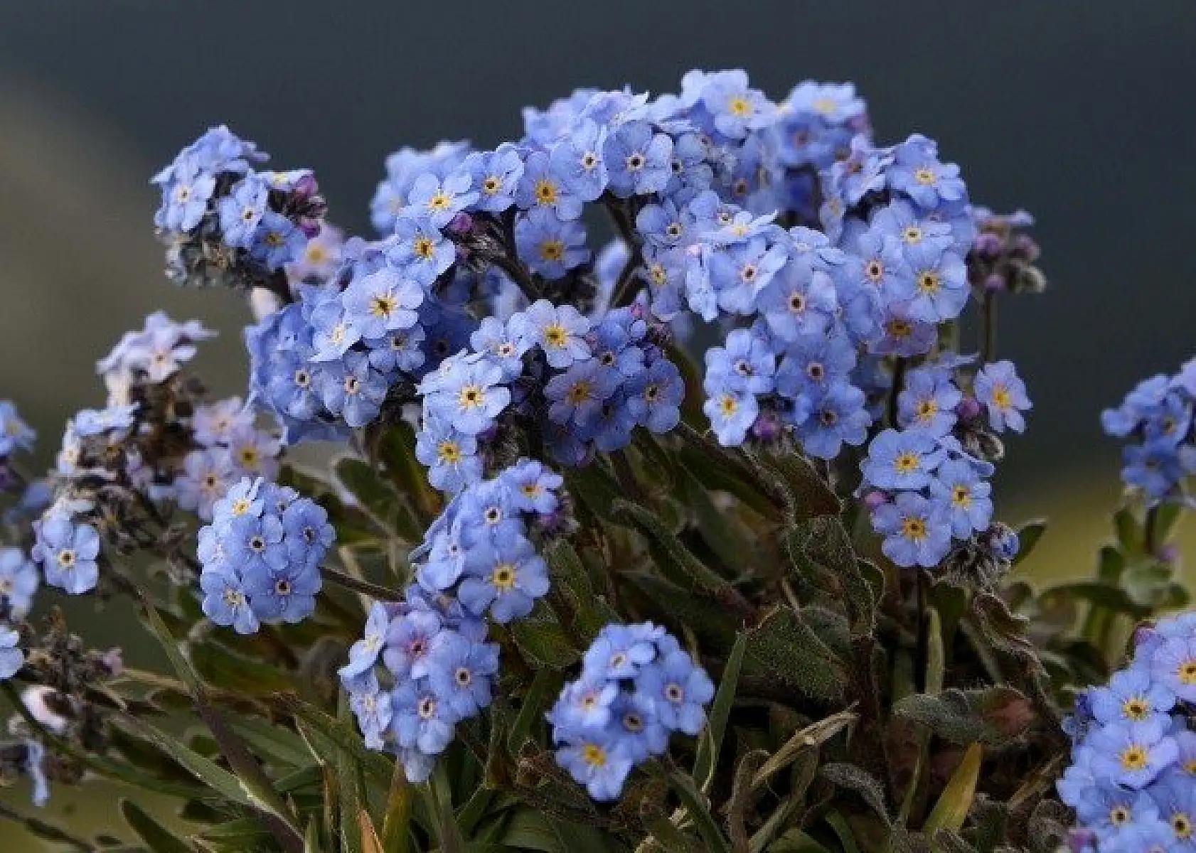 Ilgaz Dağı'nın zirvesinde çiçekler yeni açıyor