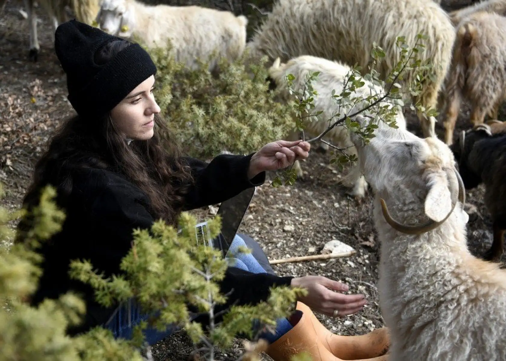 Uzaktan eğitim sürecinde köyünde koyun otlatıyor