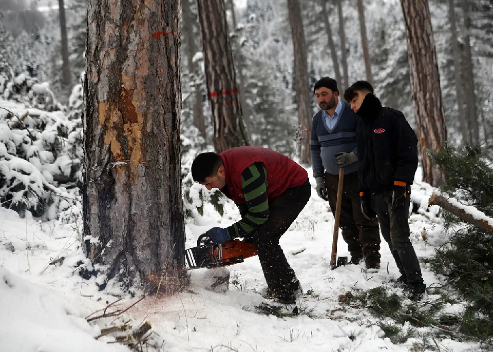Zorlu şartlarda ekmeklerini ormandan çıkarıyorlar