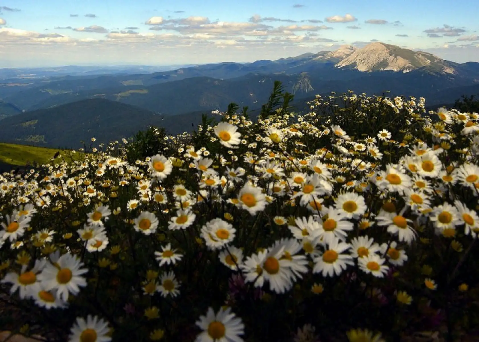 Ilgaz Dağı ağustosta ilkbaharı yaşıyor