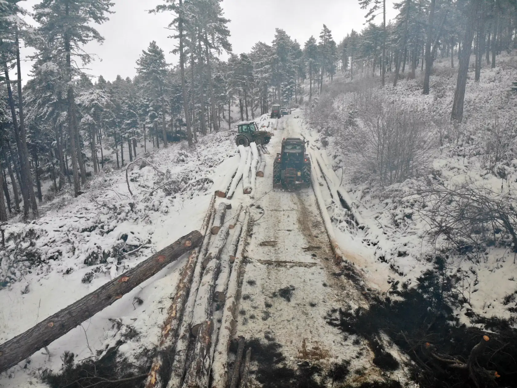 Zorlu şartlarda ekmeklerini ormandan çıkarıyorlar