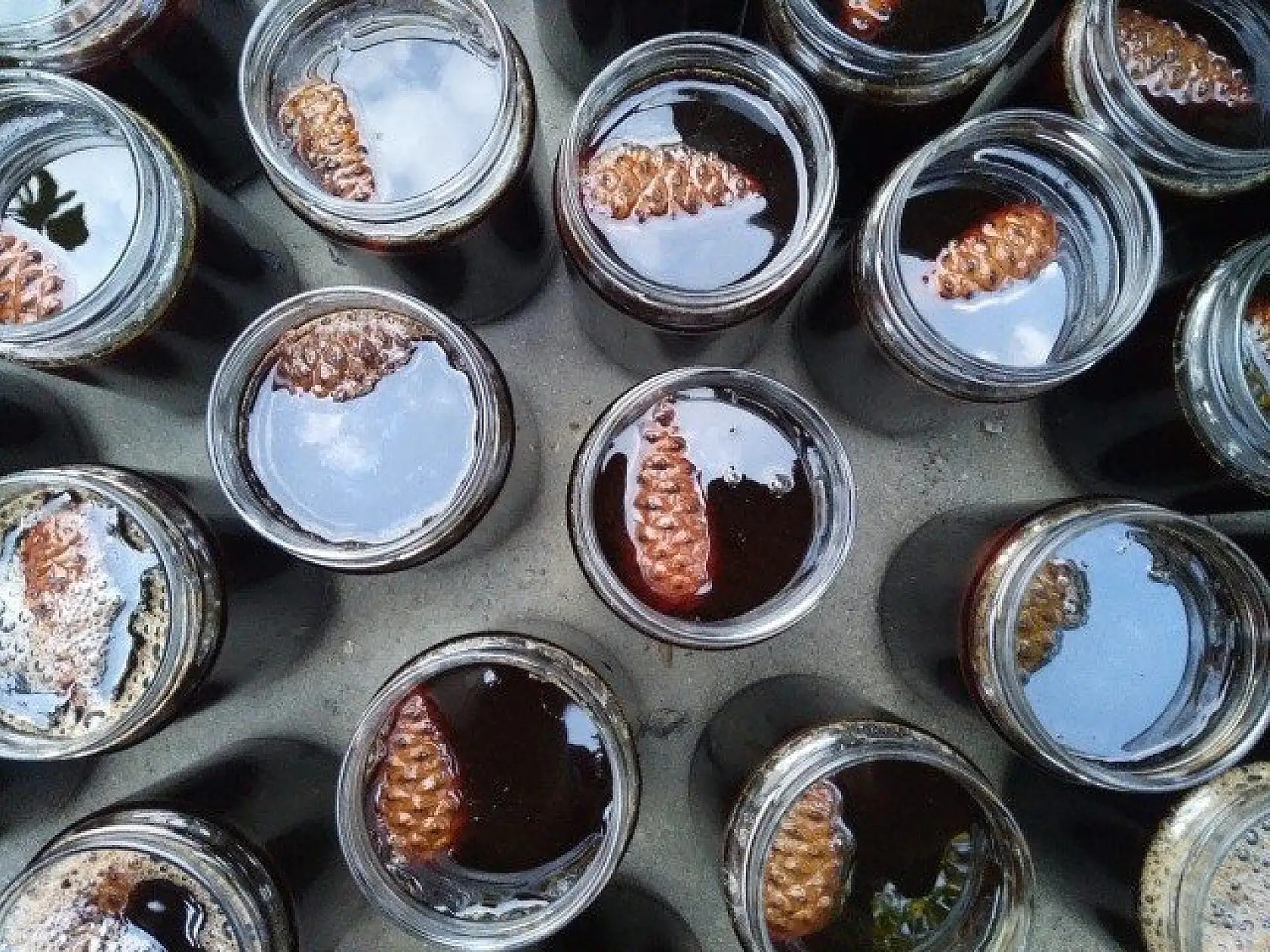 Çam kozalağından üretilen pekmez ilgi görüyor