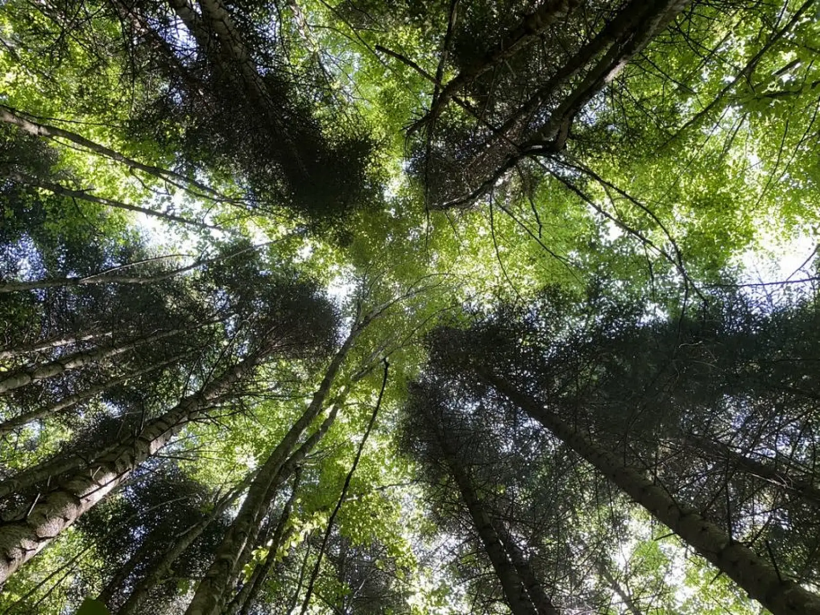 Yeşilin tonları arasında bir şelale: Kızılcasu