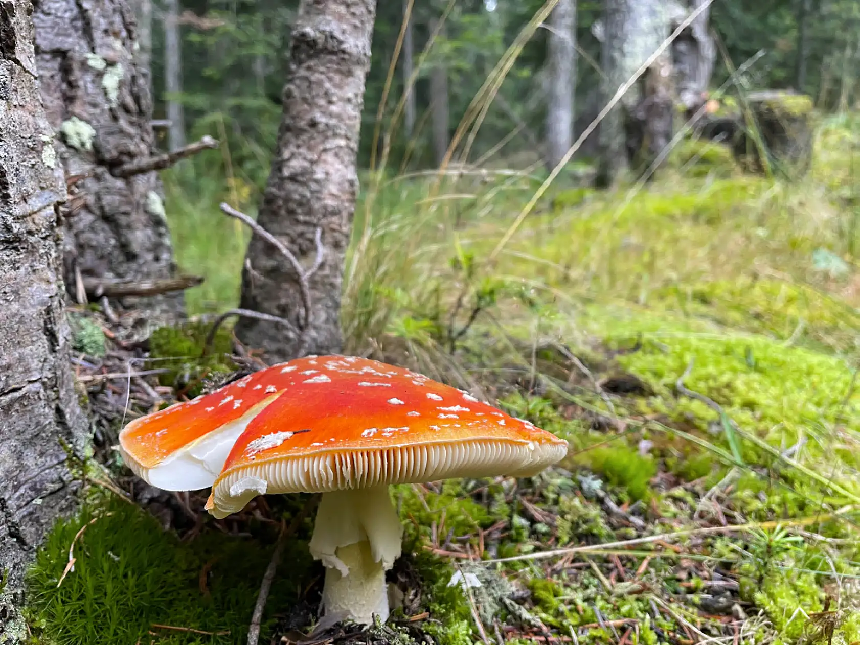 Ilgaz Dağı'nda farklı renk tonları