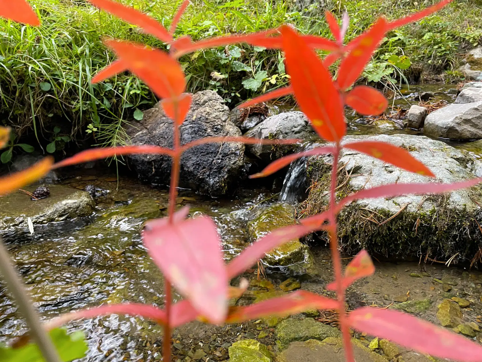 Ilgaz Dağı'nda farklı renk tonları