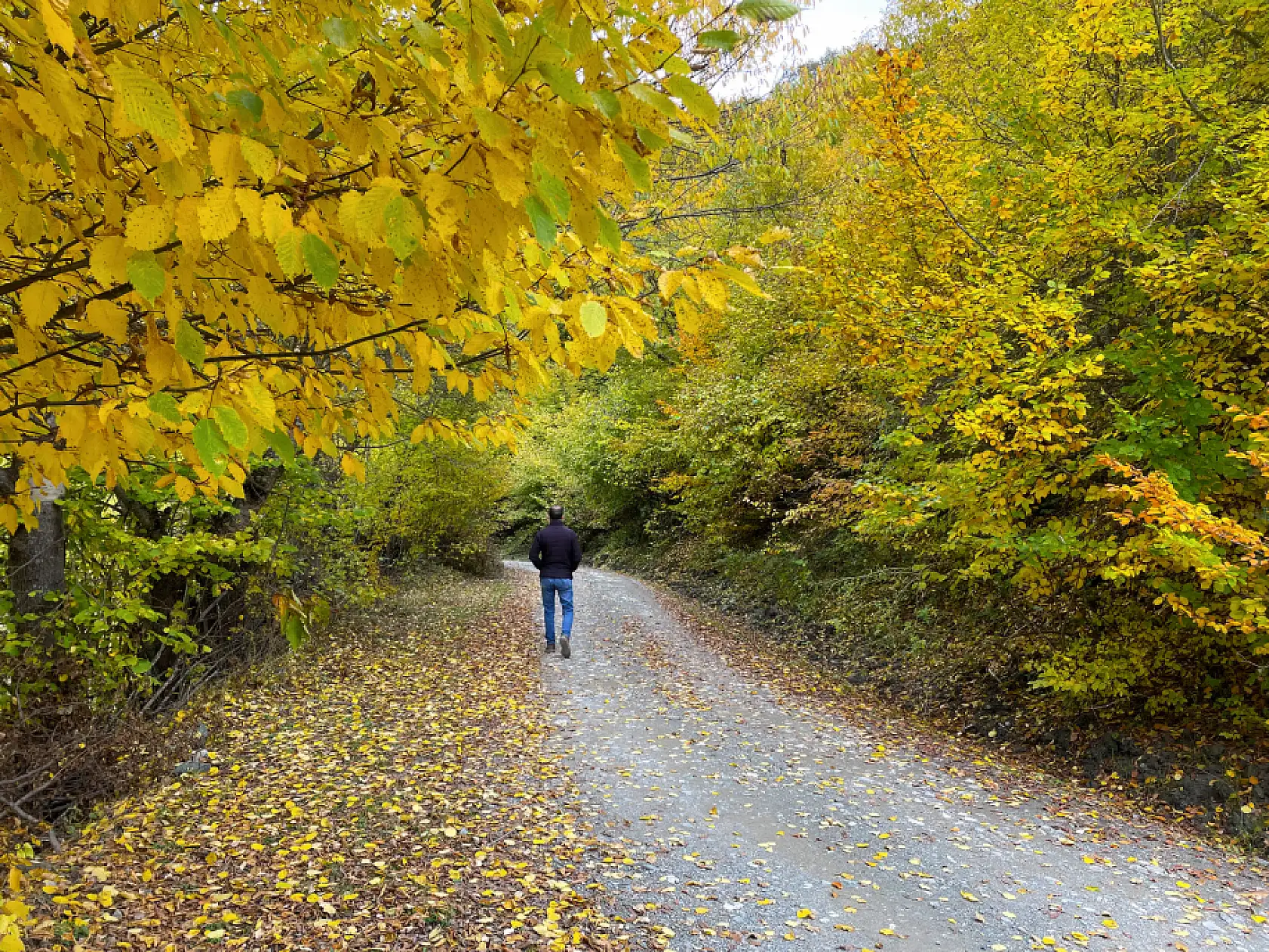 Ilgaz Dağı'nda farklı renk tonları