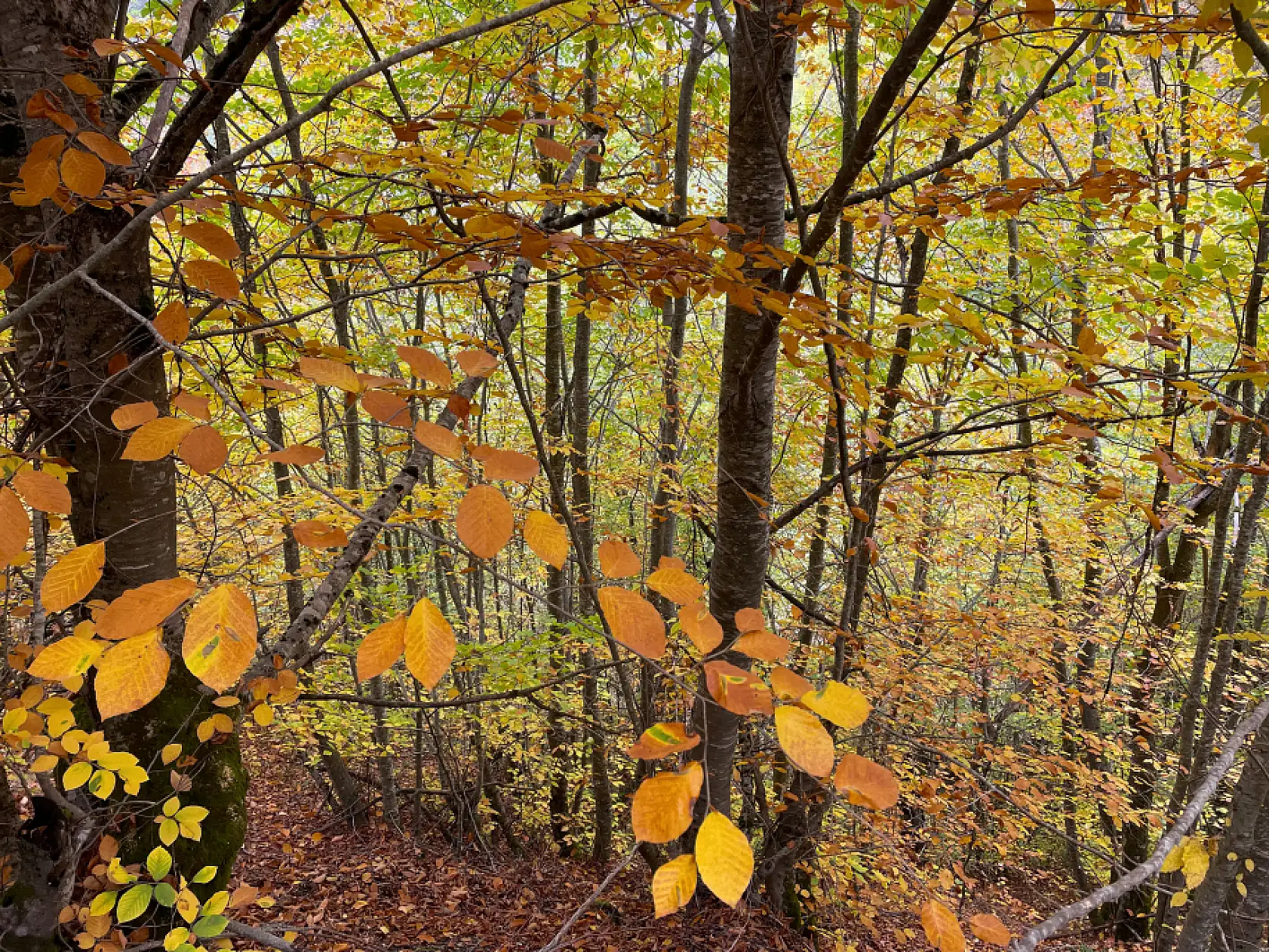 Ilgaz Dağı'nda farklı renk tonları
