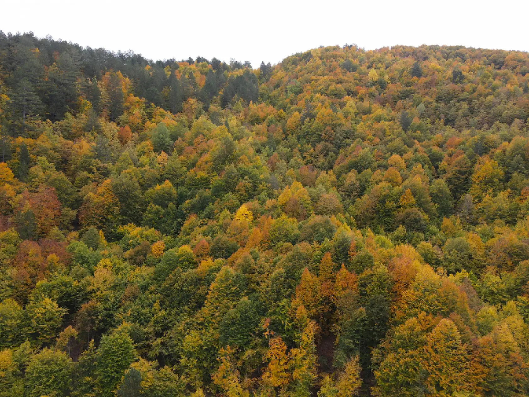 Ilgaz Dağı'nda farklı renk tonları