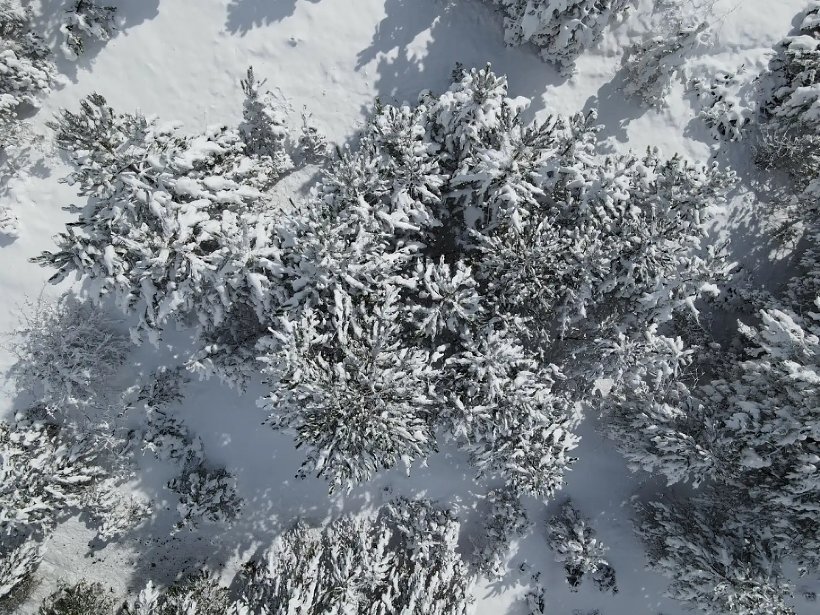 Karla kaplı ormanlar havadan görüntülendi