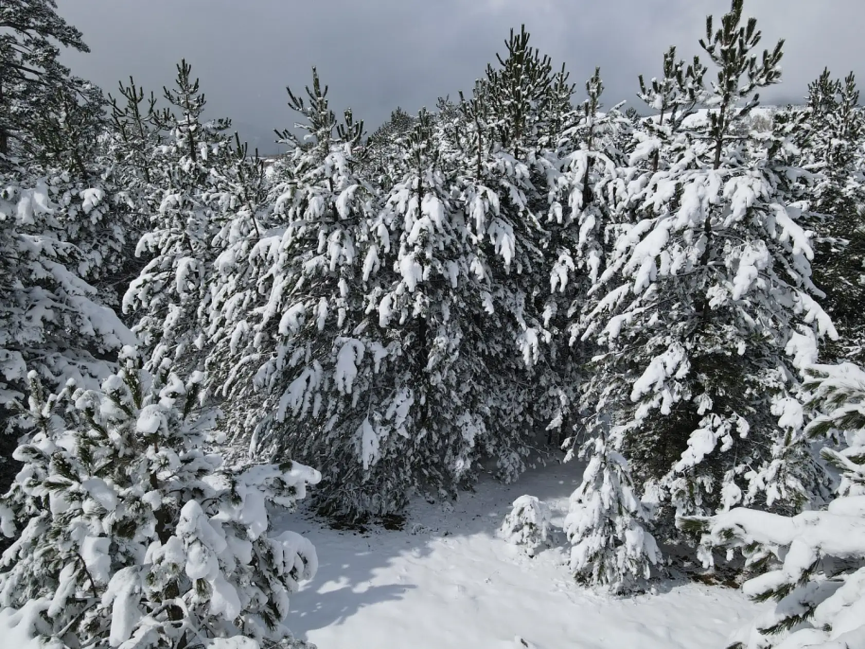 Karla kaplı ormanlar havadan görüntülendi