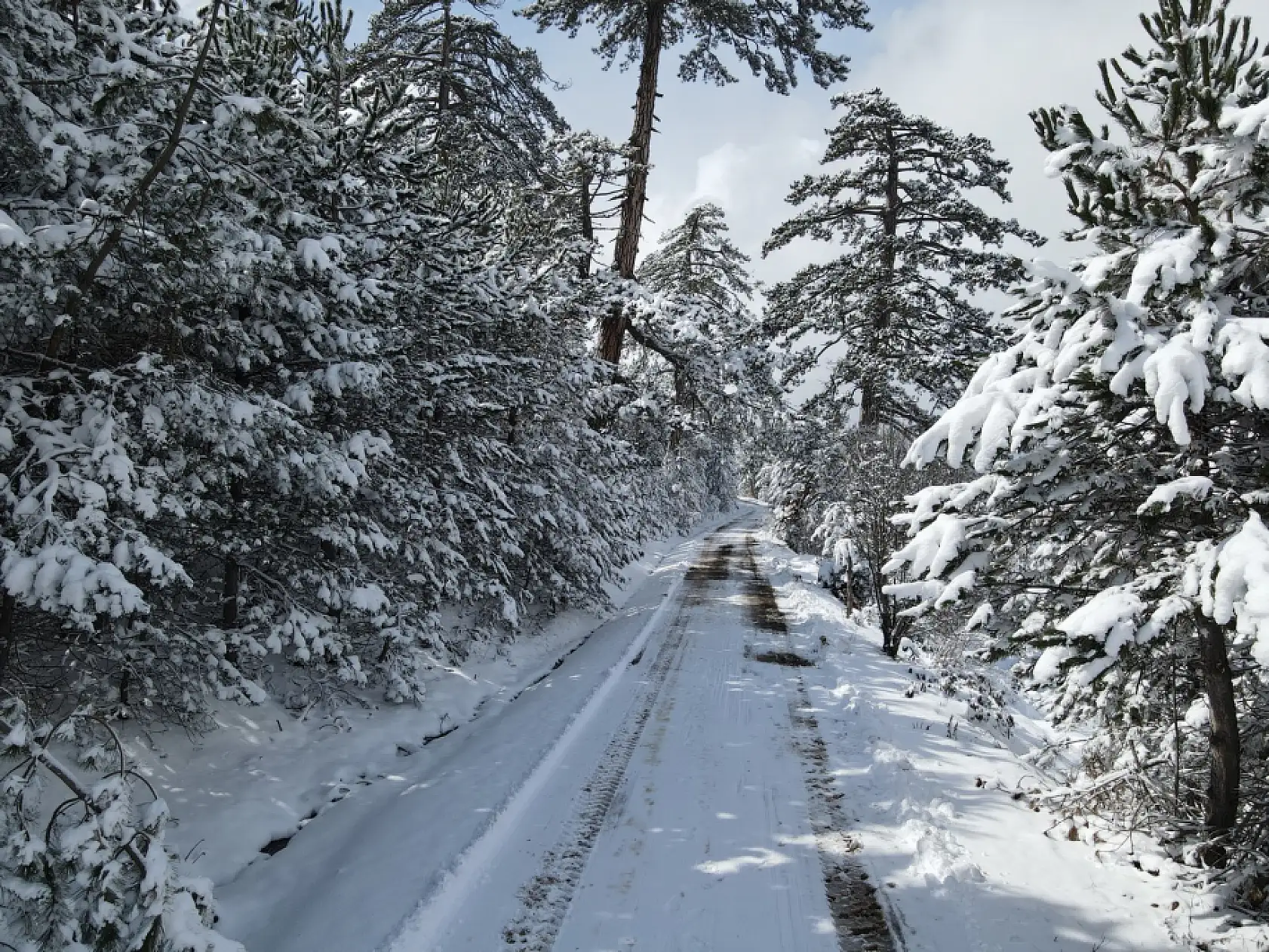 Karla kaplı ormanlar havadan görüntülendi