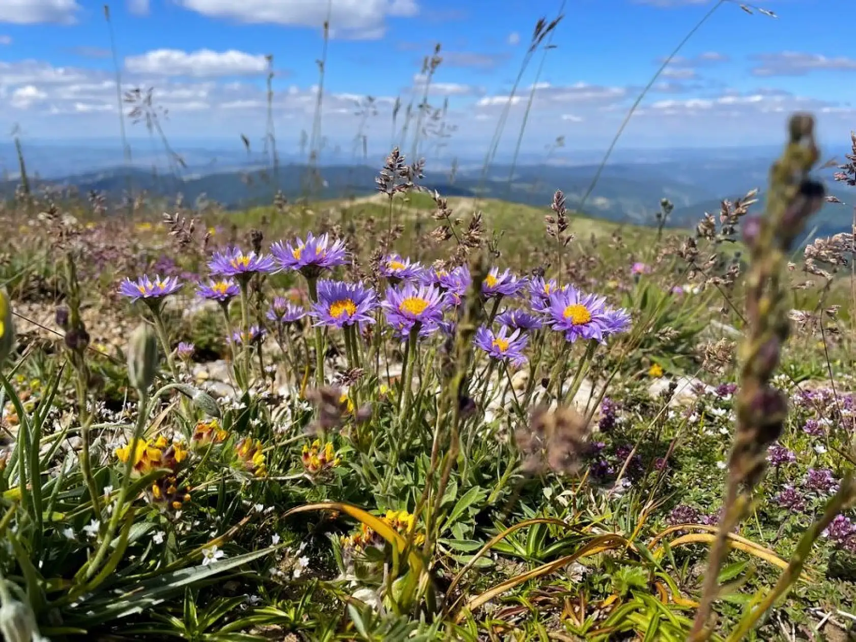 Ilgaz Dağı ağustosta ilkbaharı yaşıyor