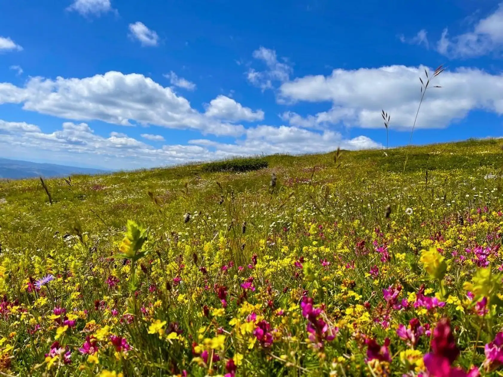Ilgaz Dağı ağustosta ilkbaharı yaşıyor