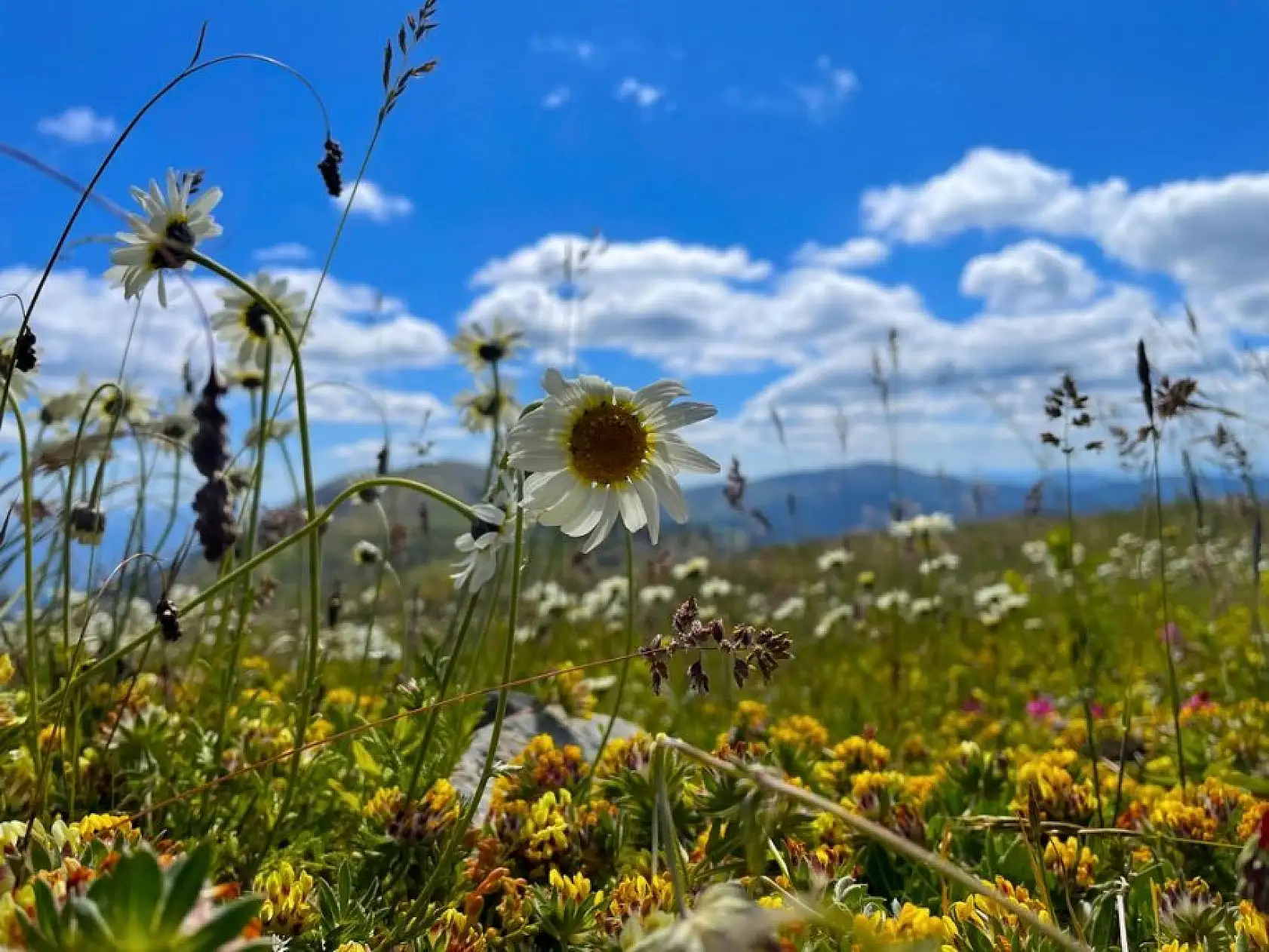 Ilgaz Dağı ağustosta ilkbaharı yaşıyor
