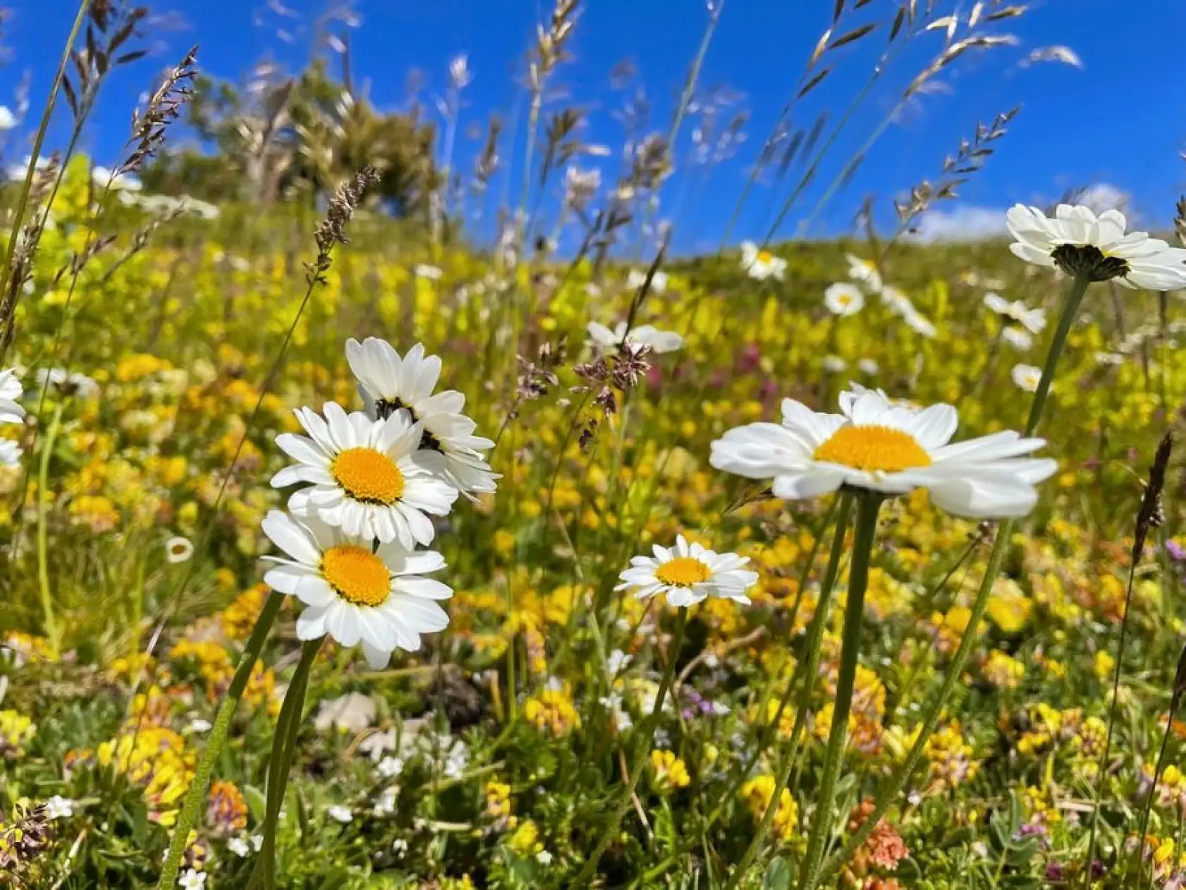 Ilgaz Dağı ağustosta ilkbaharı yaşıyor