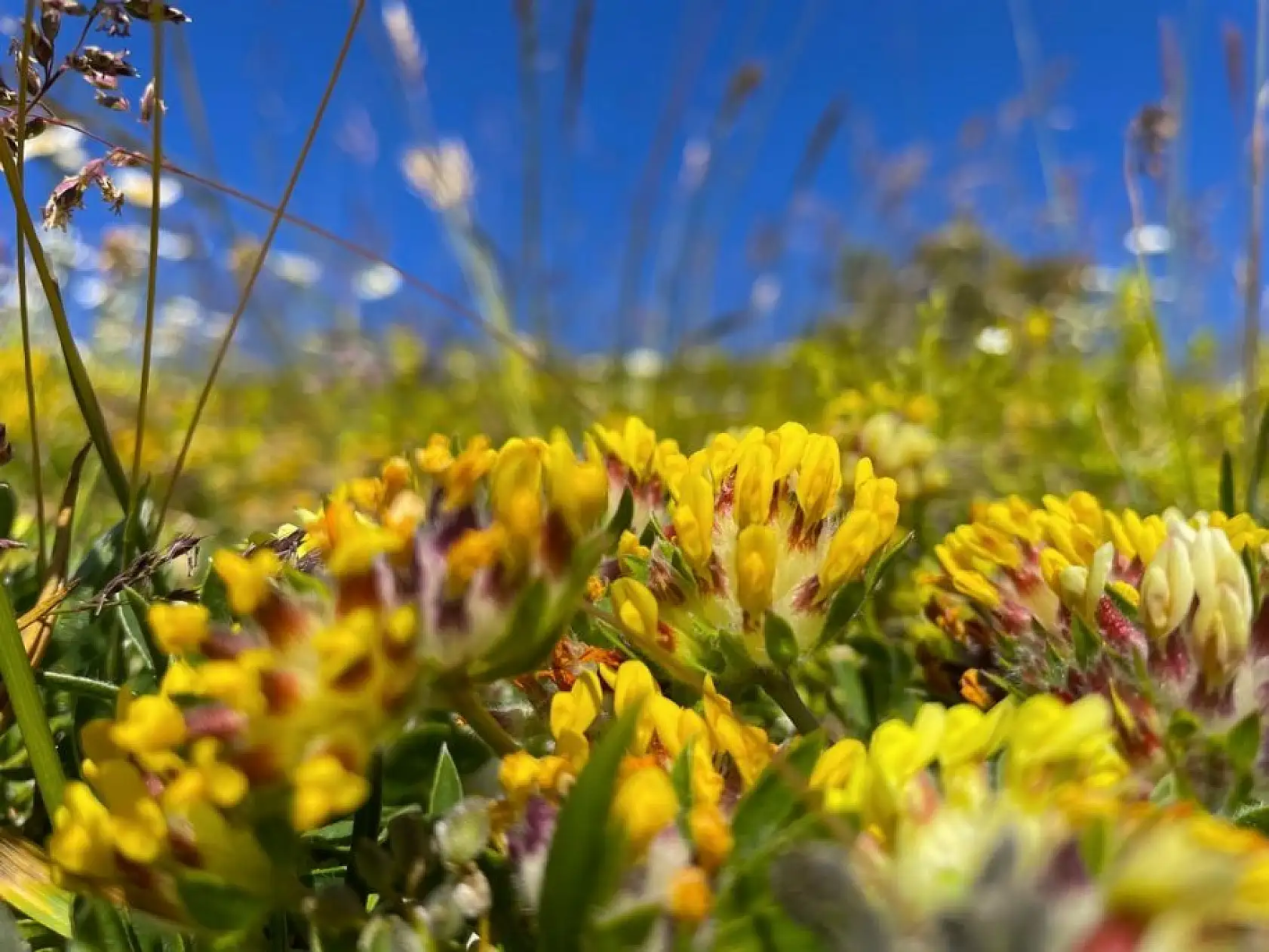 Ilgaz Dağı ağustosta ilkbaharı yaşıyor