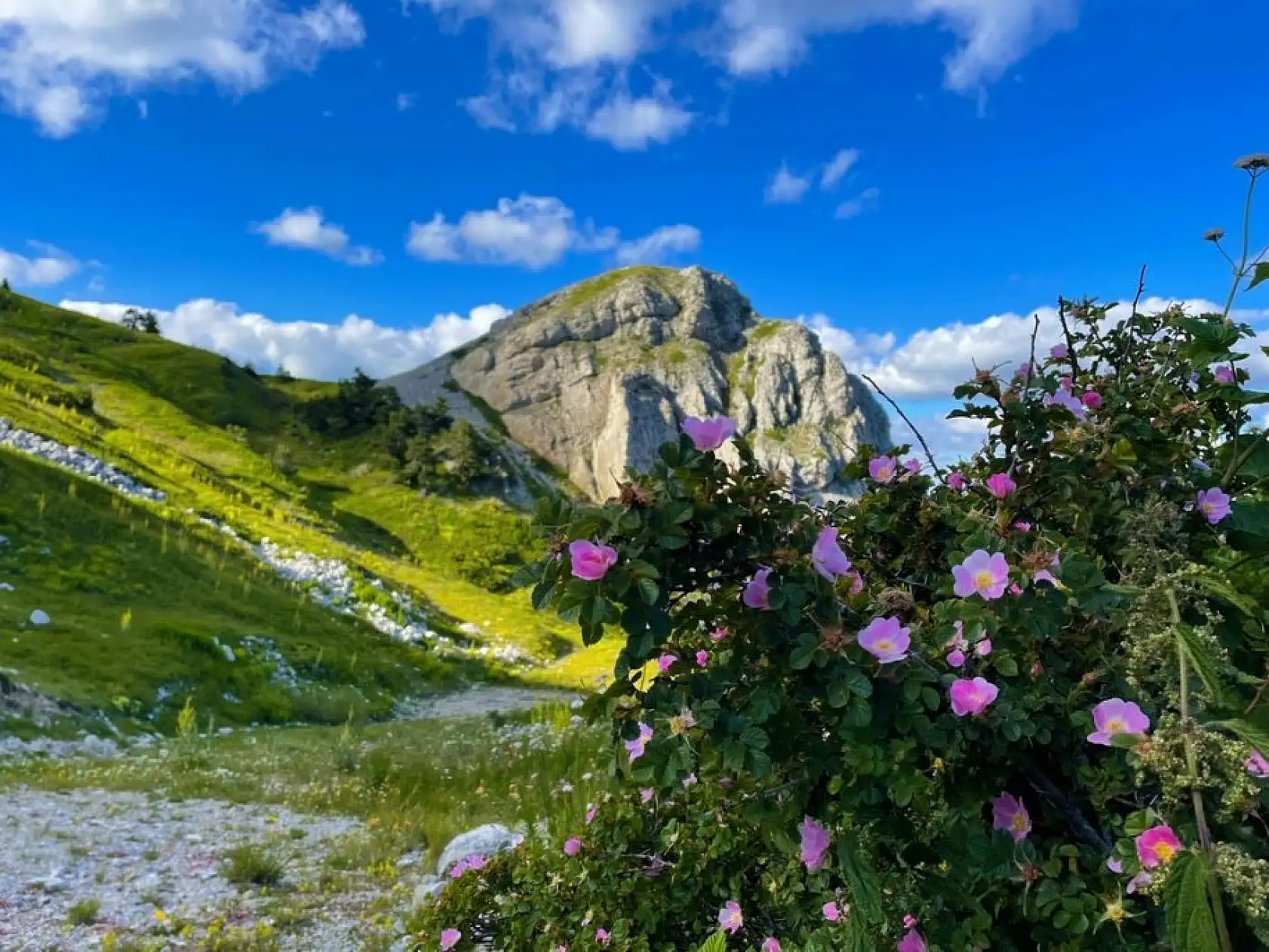 Ilgaz Dağı ağustosta ilkbaharı yaşıyor
