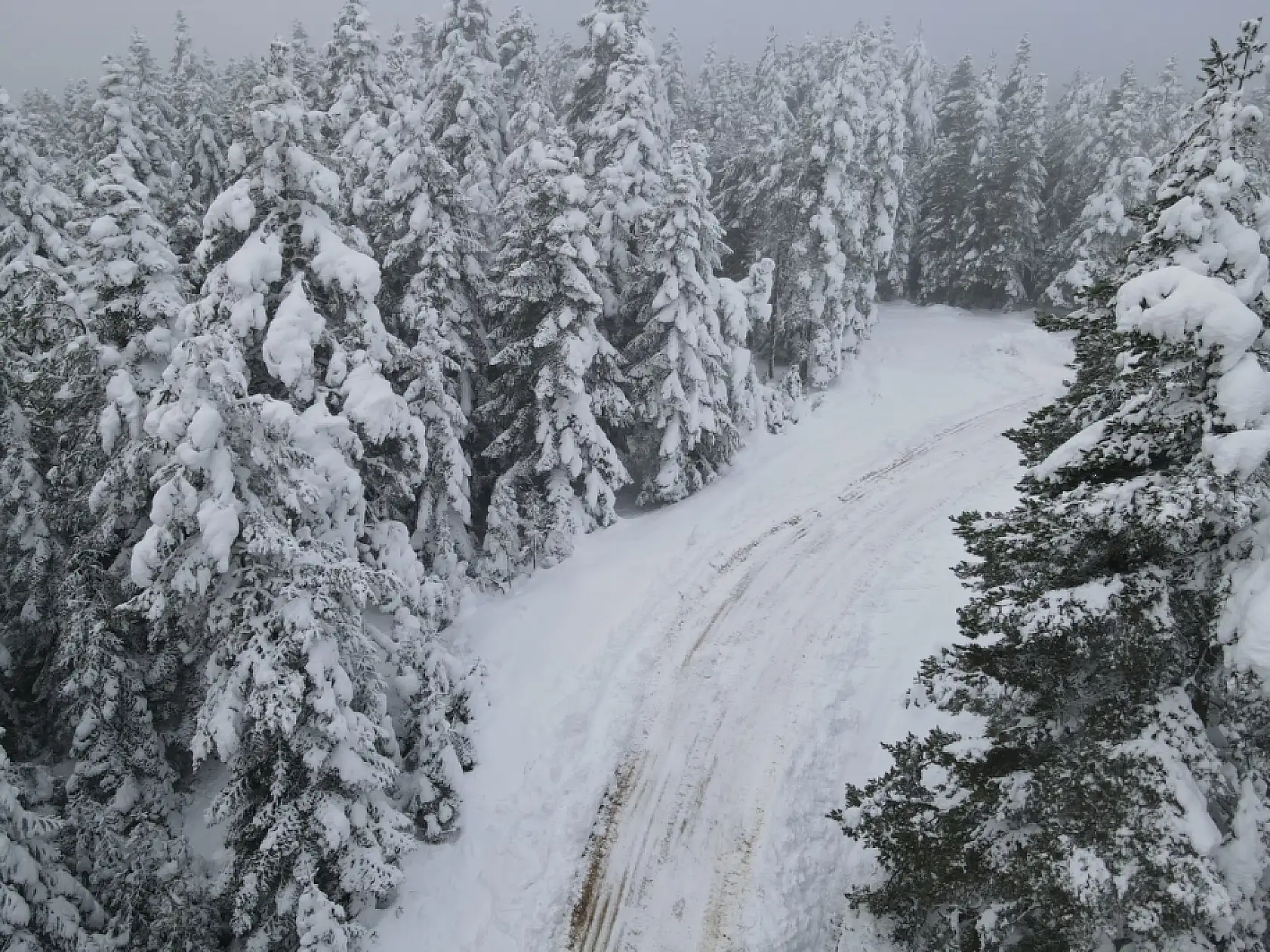 Kar yağışıyla ormanlar beyaz örtüyle kaplandı