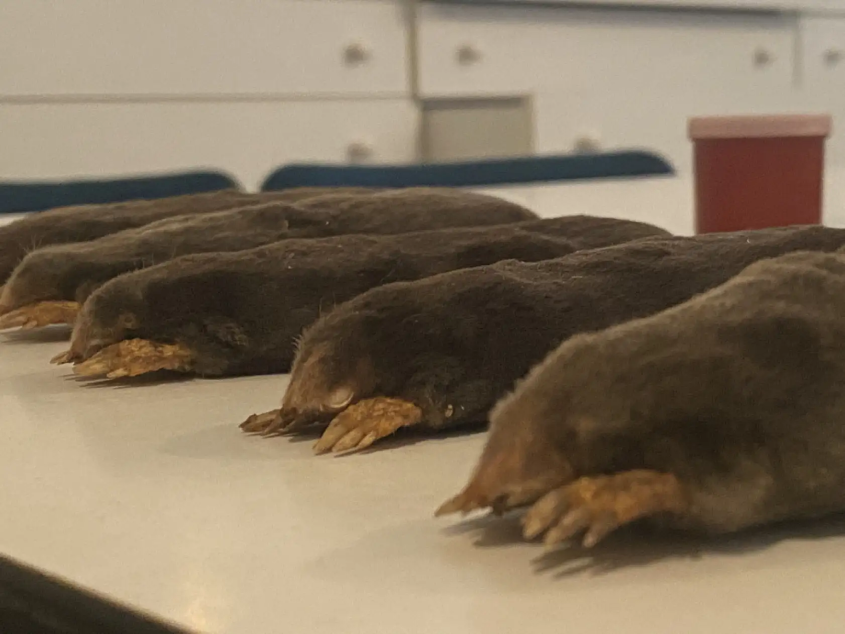 Yeni köstebek alt türü belirlendi