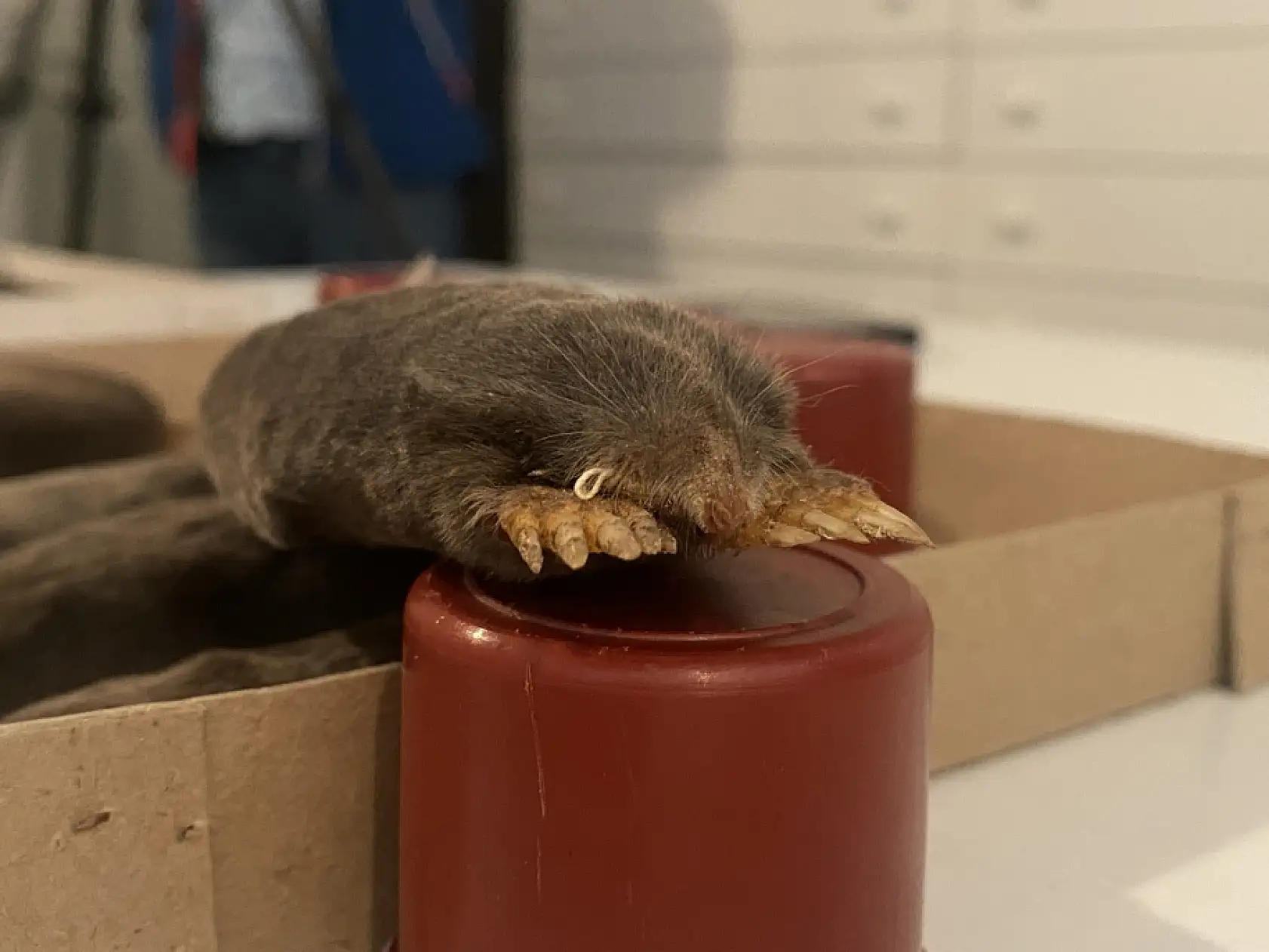 Yeni köstebek alt türü belirlendi