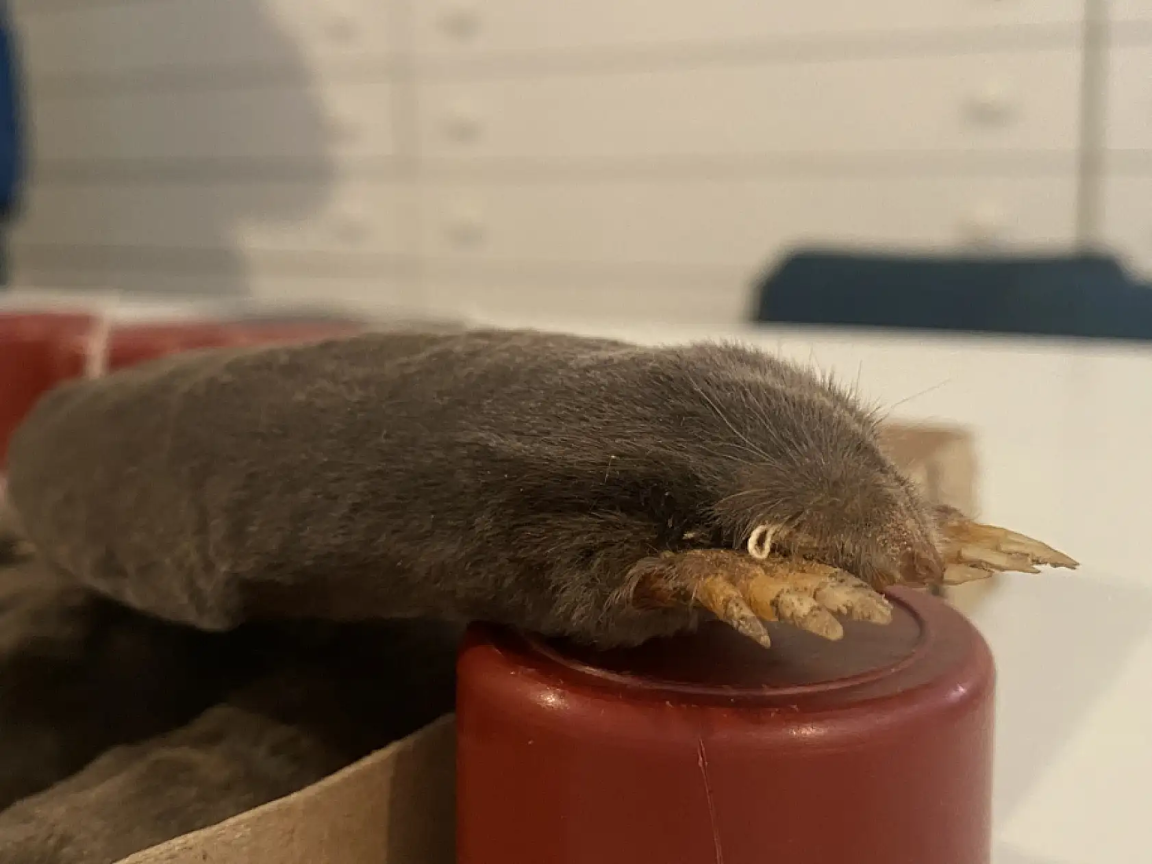 Yeni köstebek alt türü belirlendi