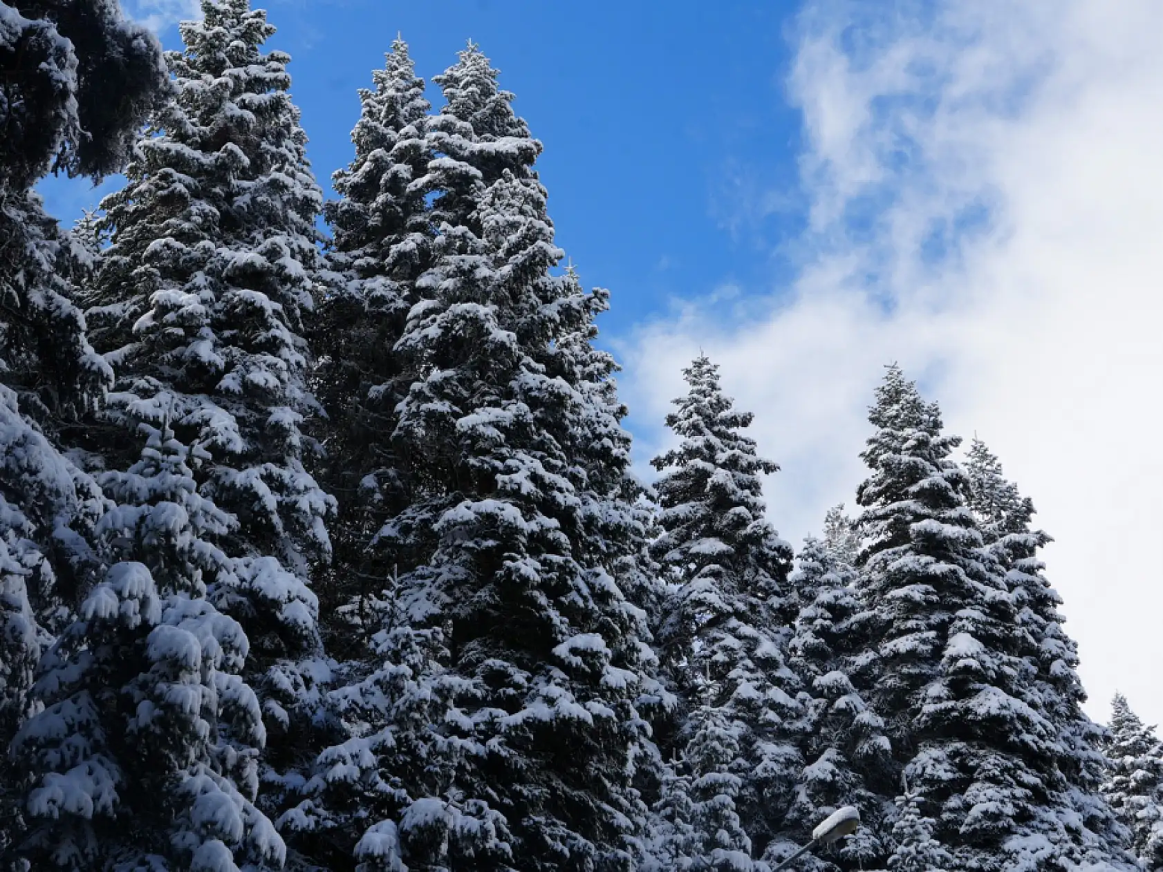 Mayıs ayı karı Ilgaz Dağı'nı beyaza bürüdü