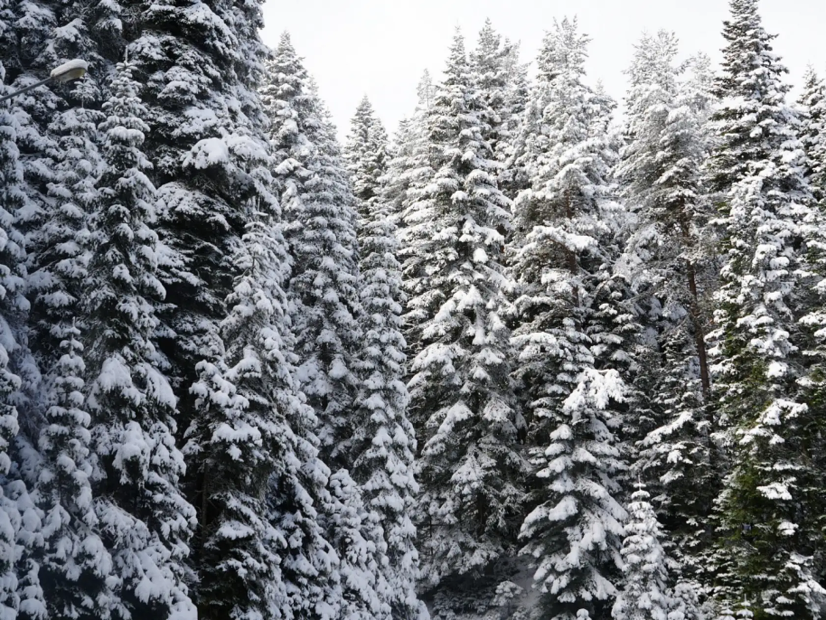 Mayıs ayı karı Ilgaz Dağı'nı beyaza bürüdü