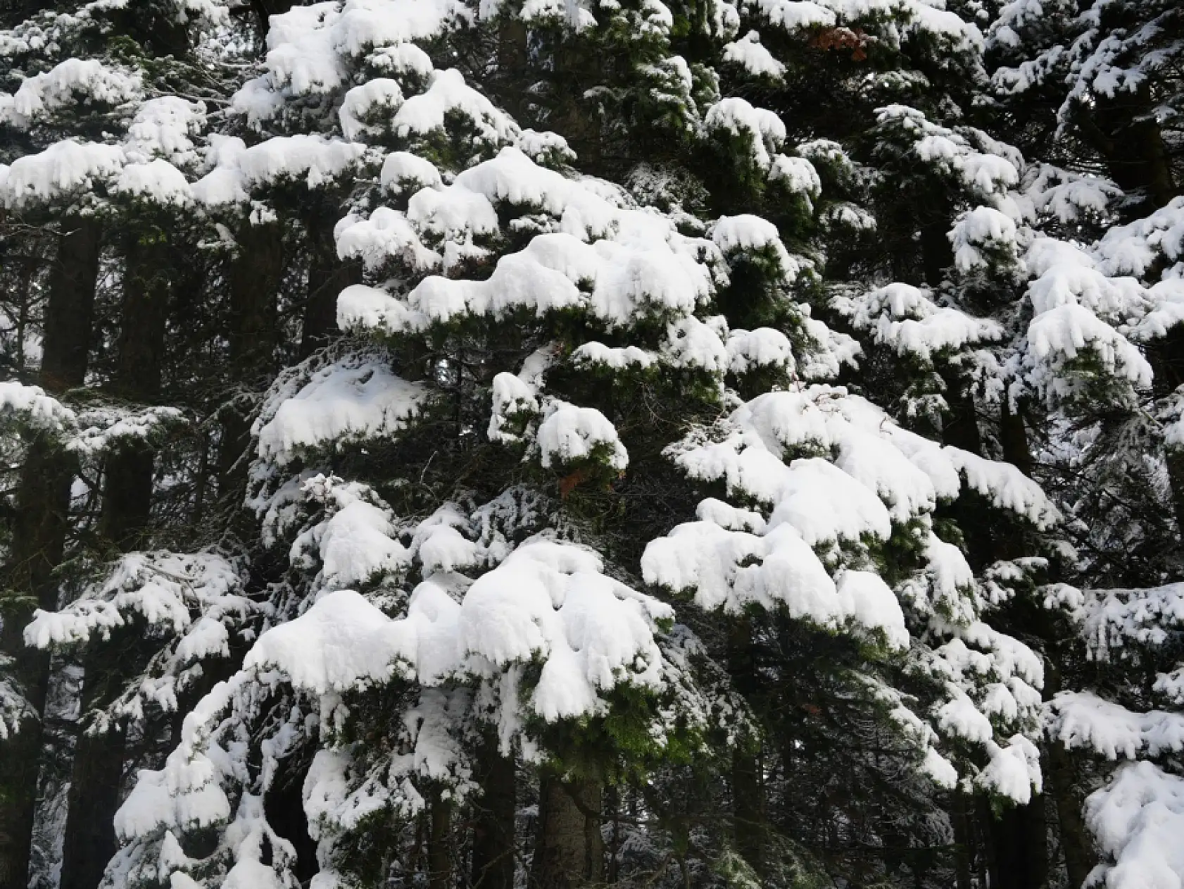 Mayıs ayı karı Ilgaz Dağı'nı beyaza bürüdü