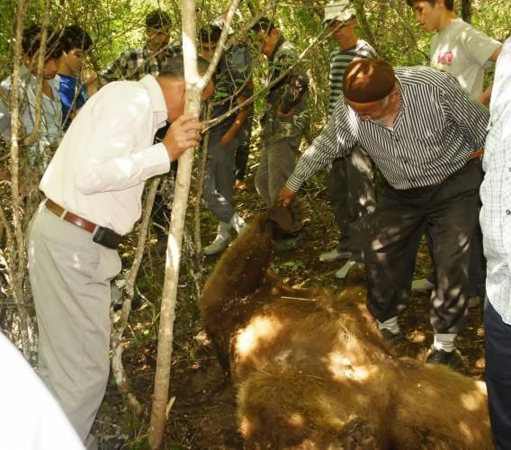 Kendisine saldıran ayıyı bıçaklayarak öldürdü