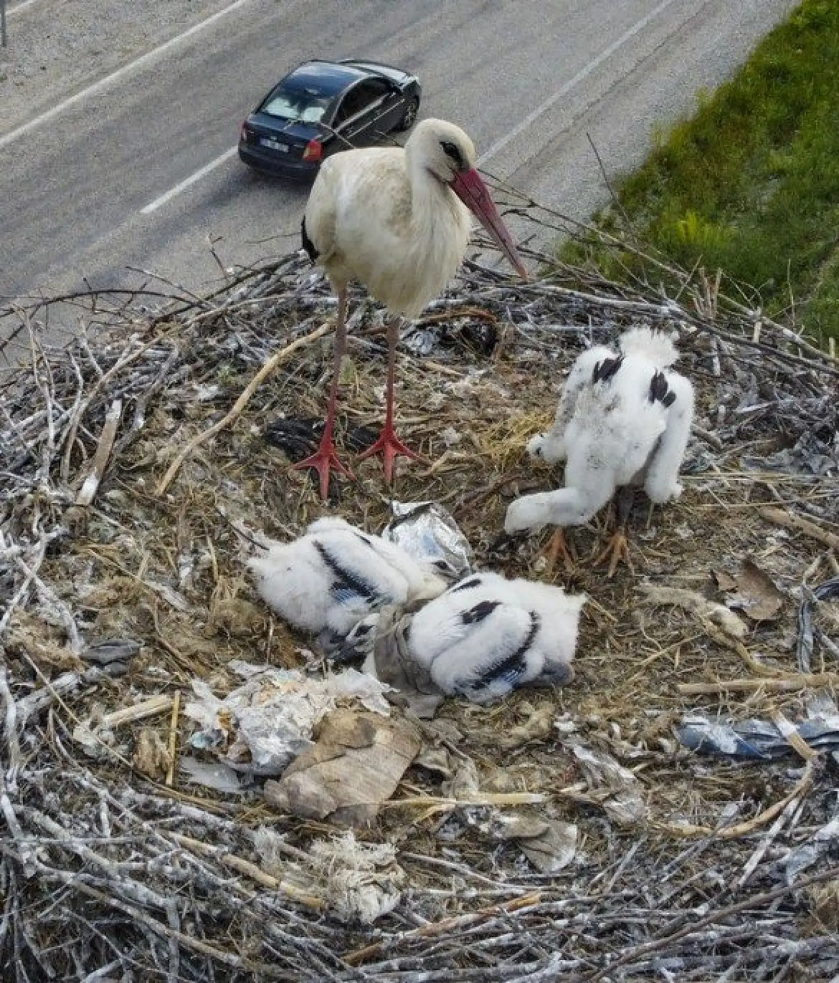 Yavru leylekler uçacağı günü bekliyor