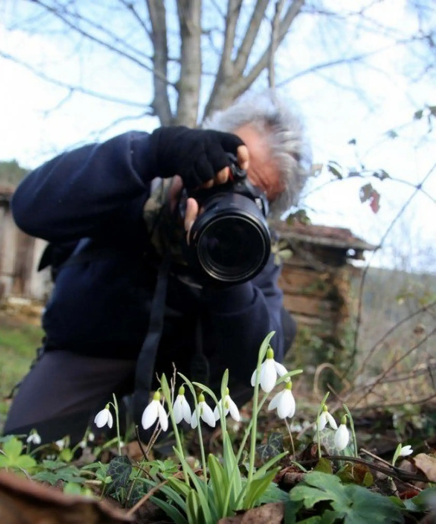 Küre Dağları'nda kardelenler karsız açtı