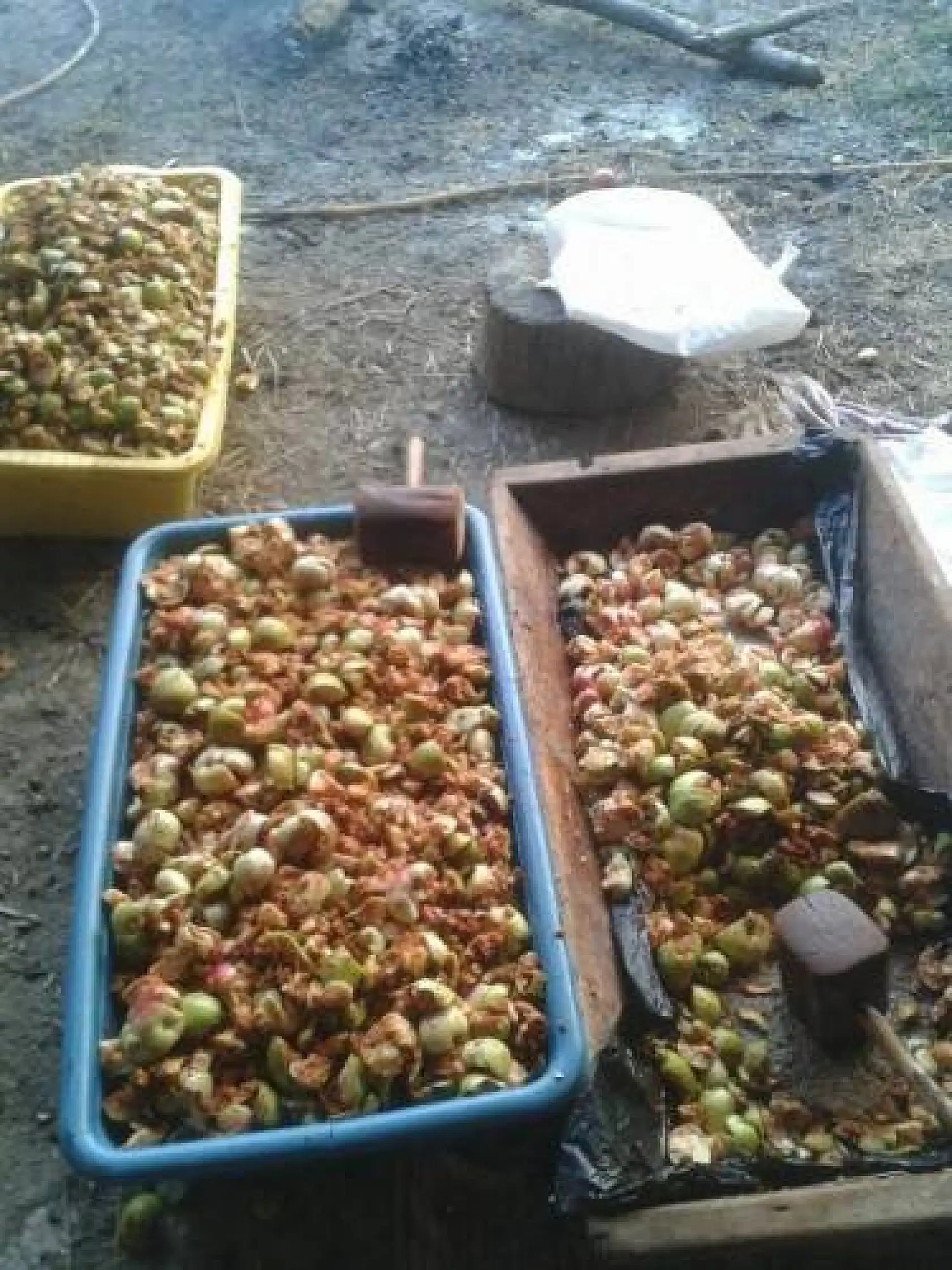 Ev hanımları pekmezle kışa hazırlanıyor