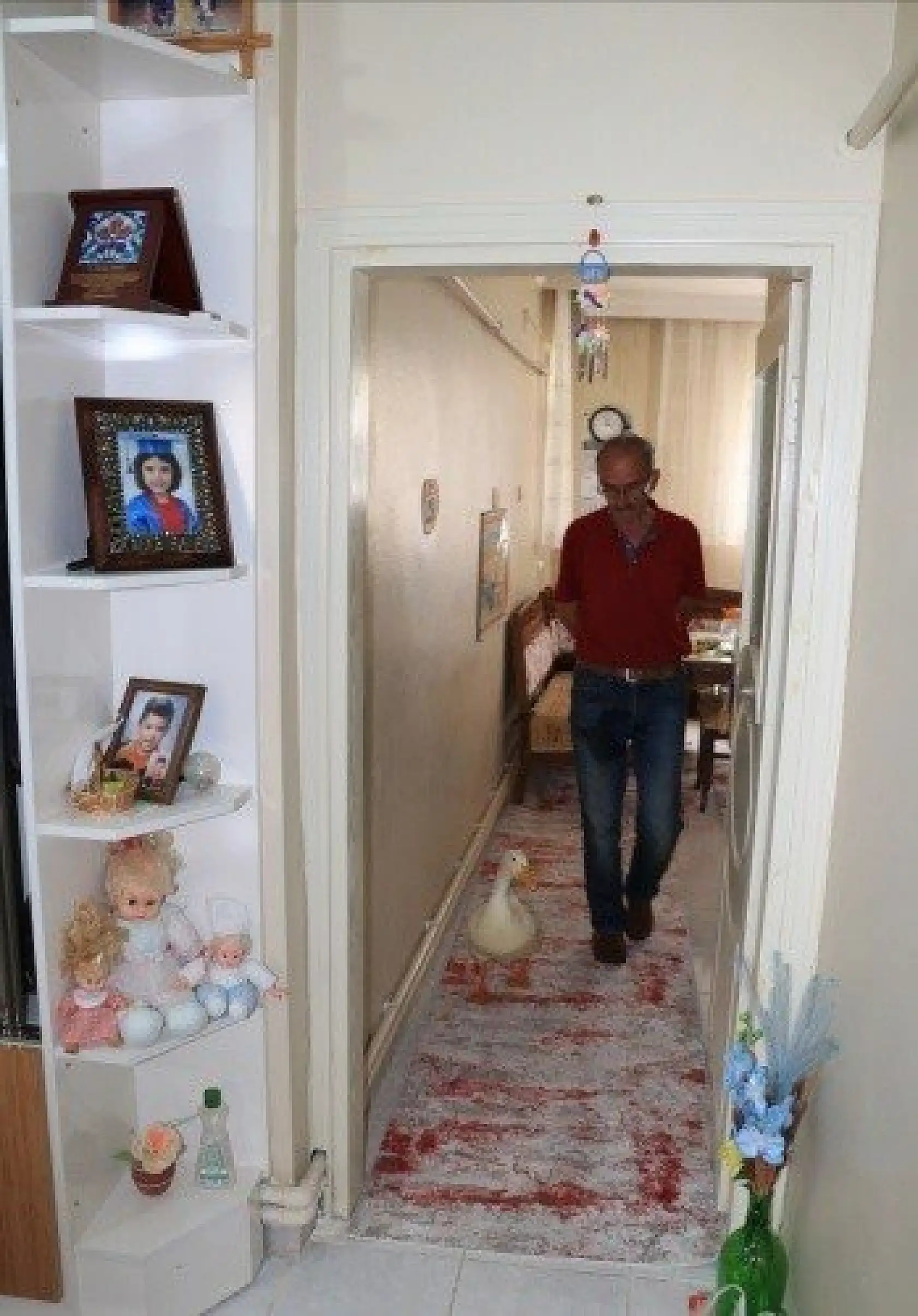 En yakın arkadaşı, ördeği &quotPamuk"