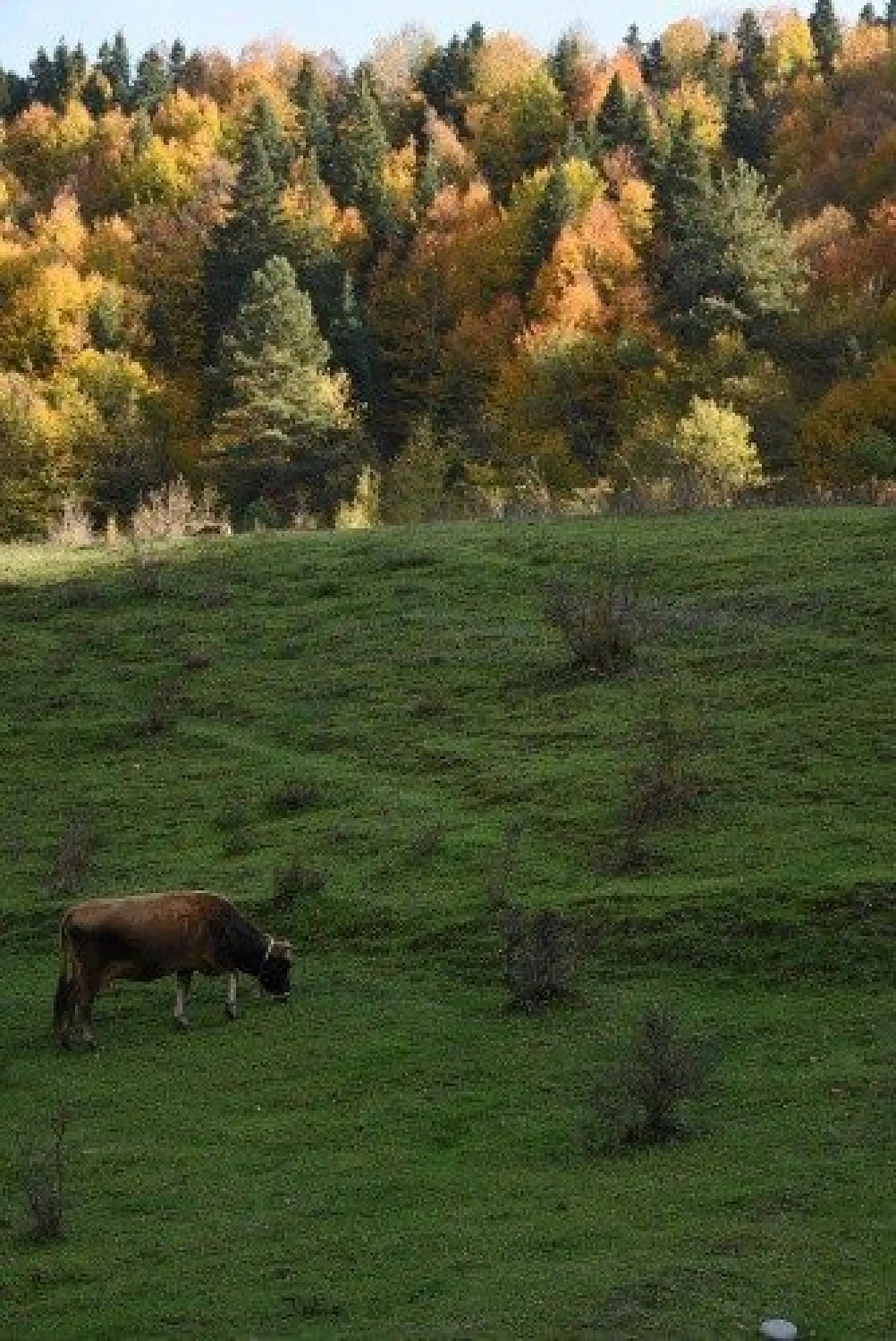 Küre Dağları Milli Parkı'nda sonbahar