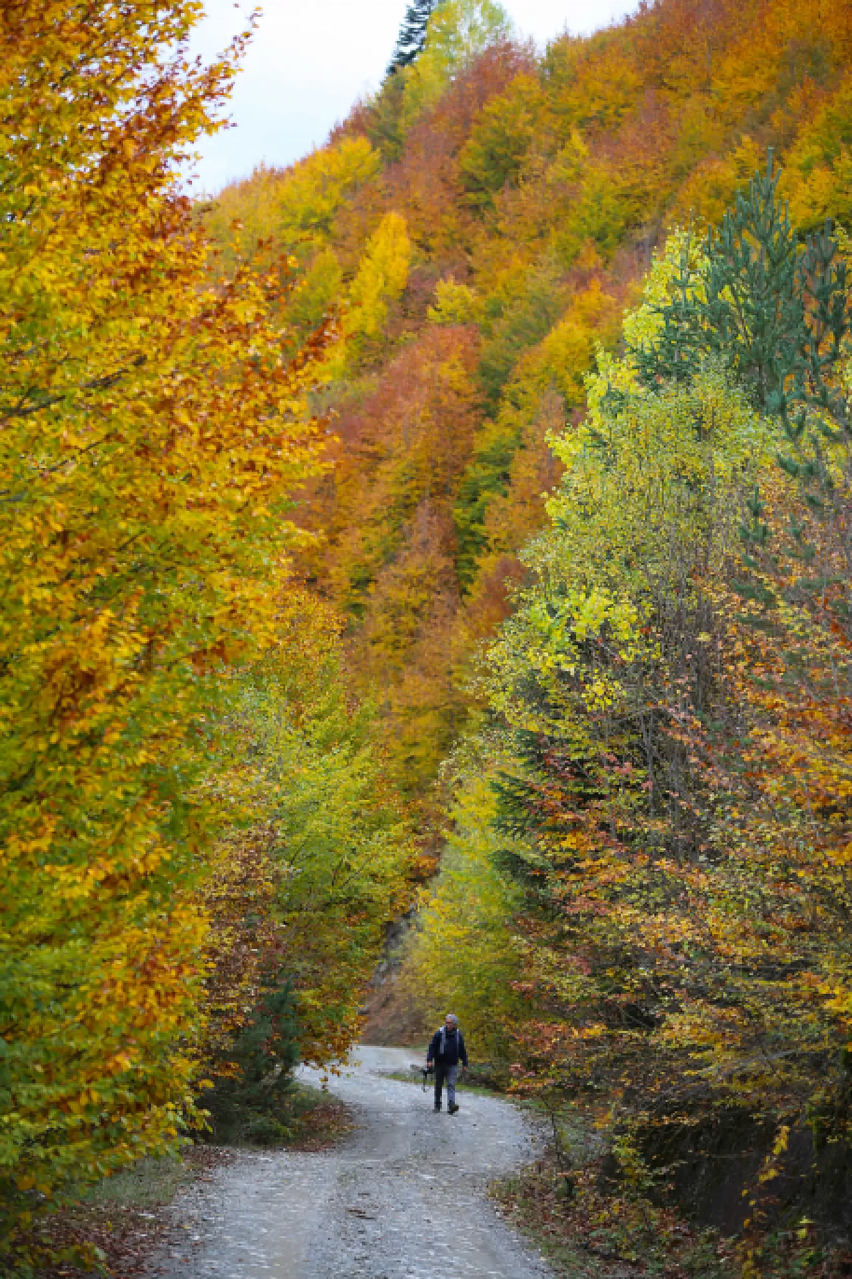 Ilgaz Dağı'nda farklı renk tonları