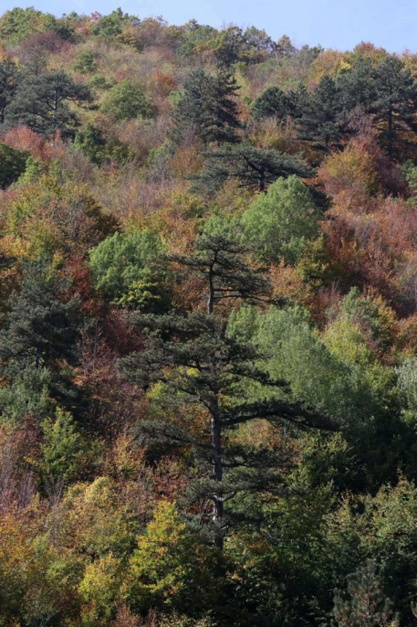 Ilgaz Dağı'nda sonbahar renkleri