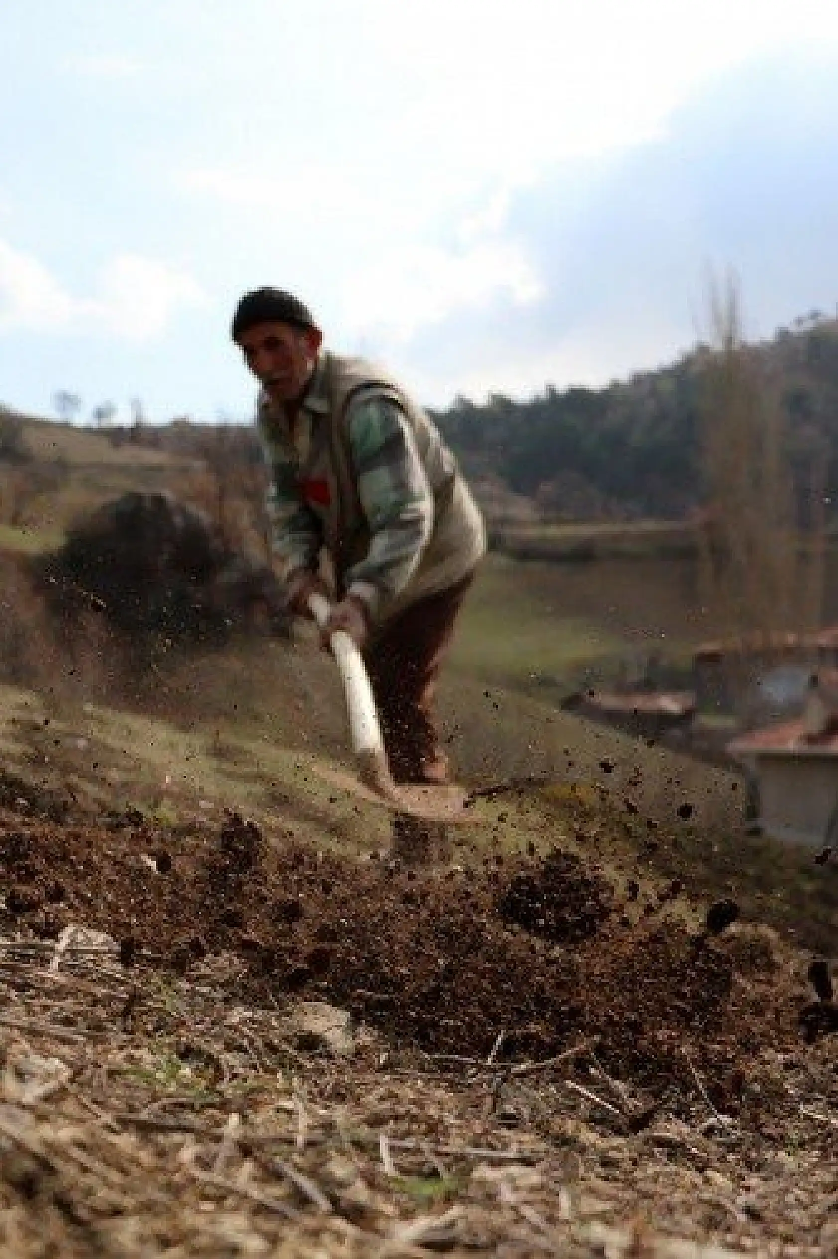 70'lik dede tarlasını kara saban ile sürüyor