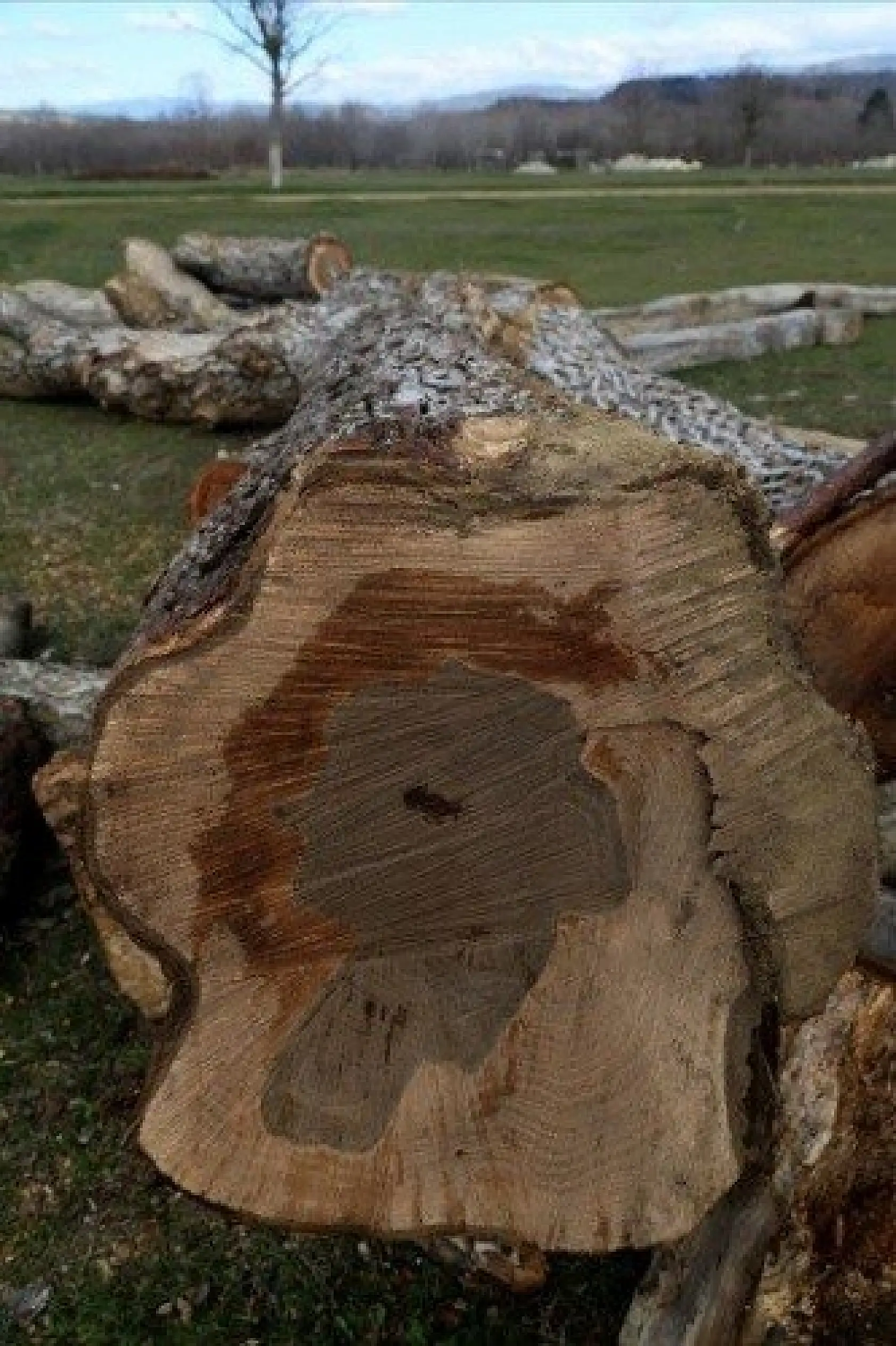 Ağacın gövdesindeki 'kadın silüeti' ilgi çekiyor