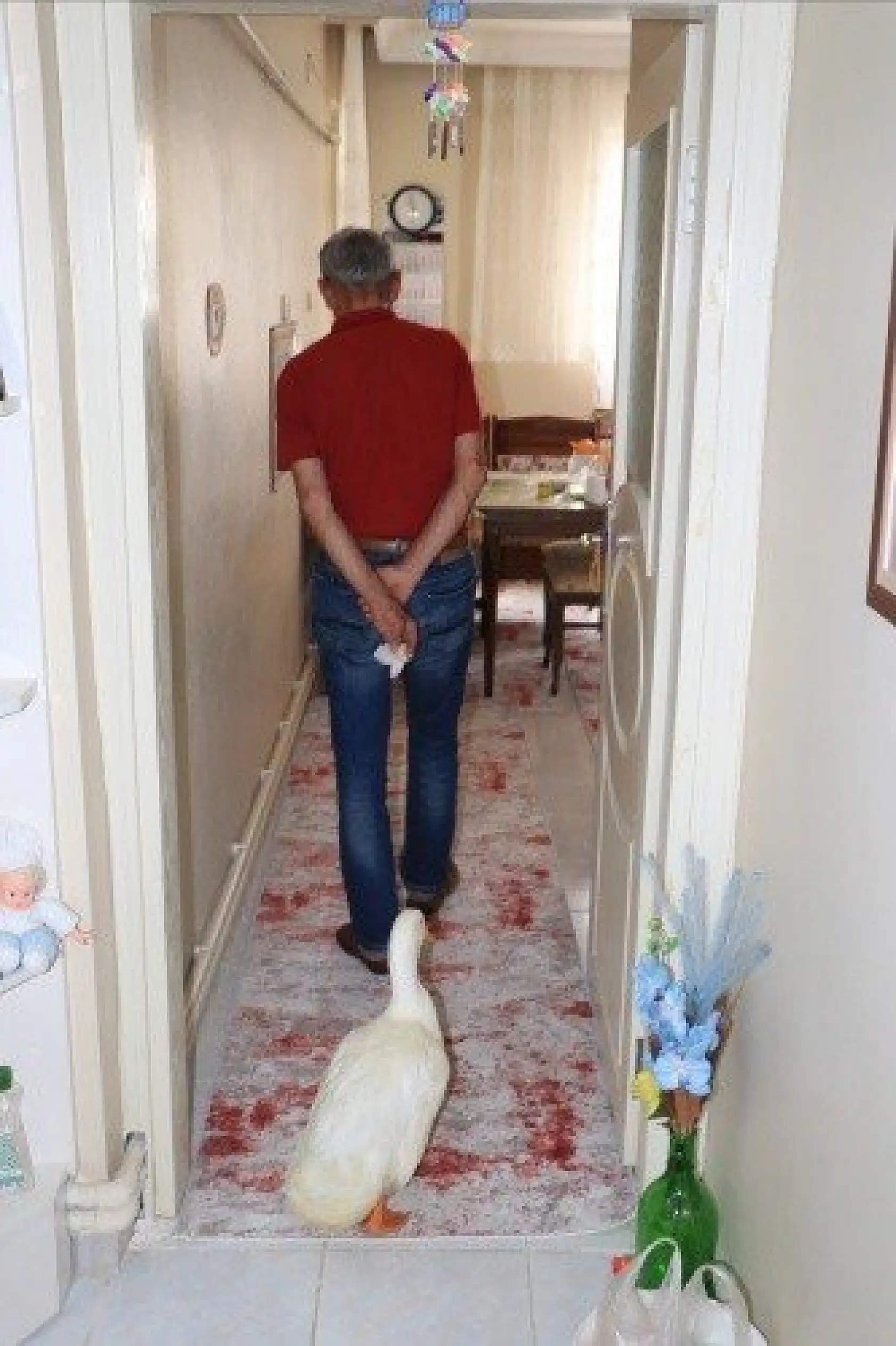 En yakın arkadaşı, ördeği &quotPamuk"